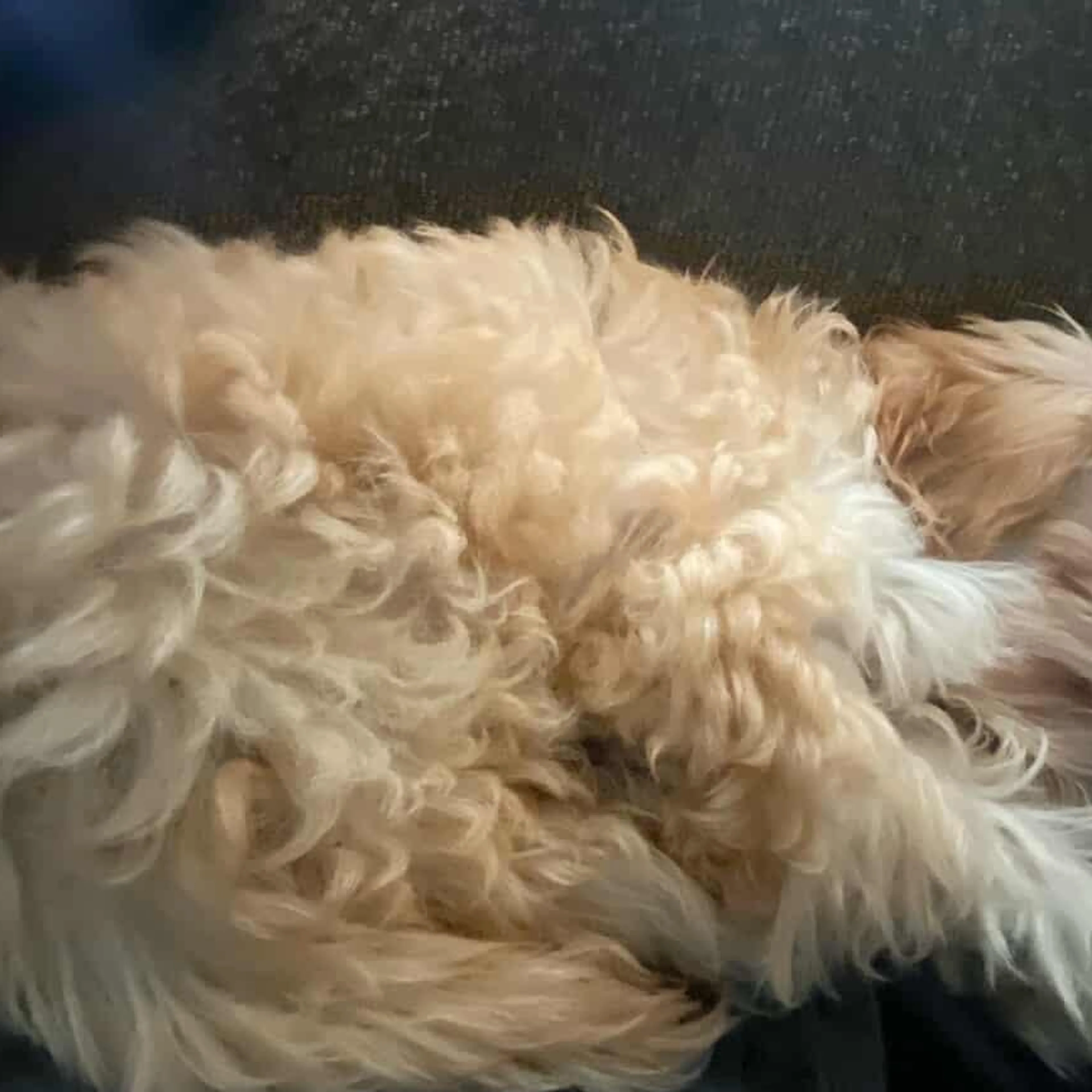Lost pet-1