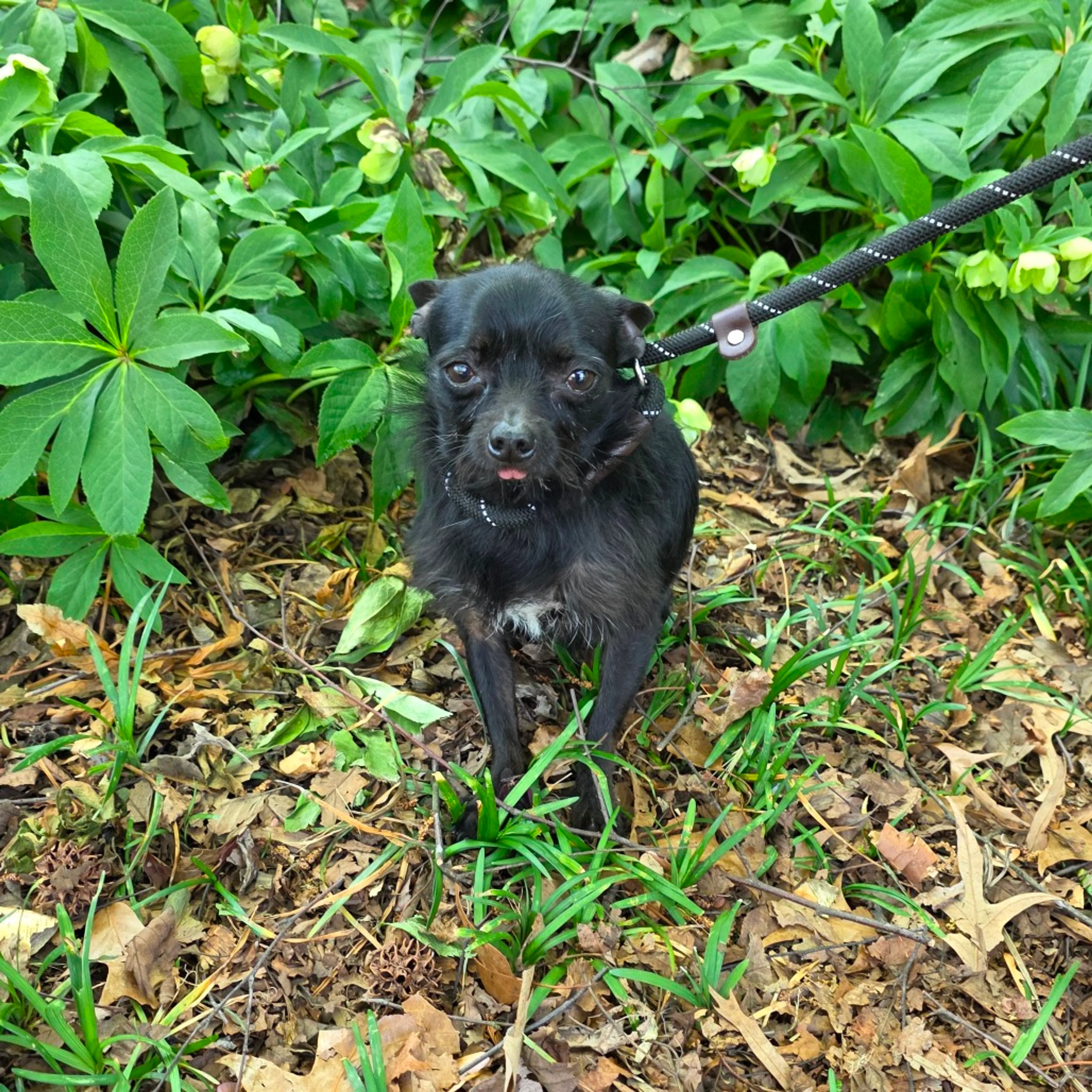 Found pet-4