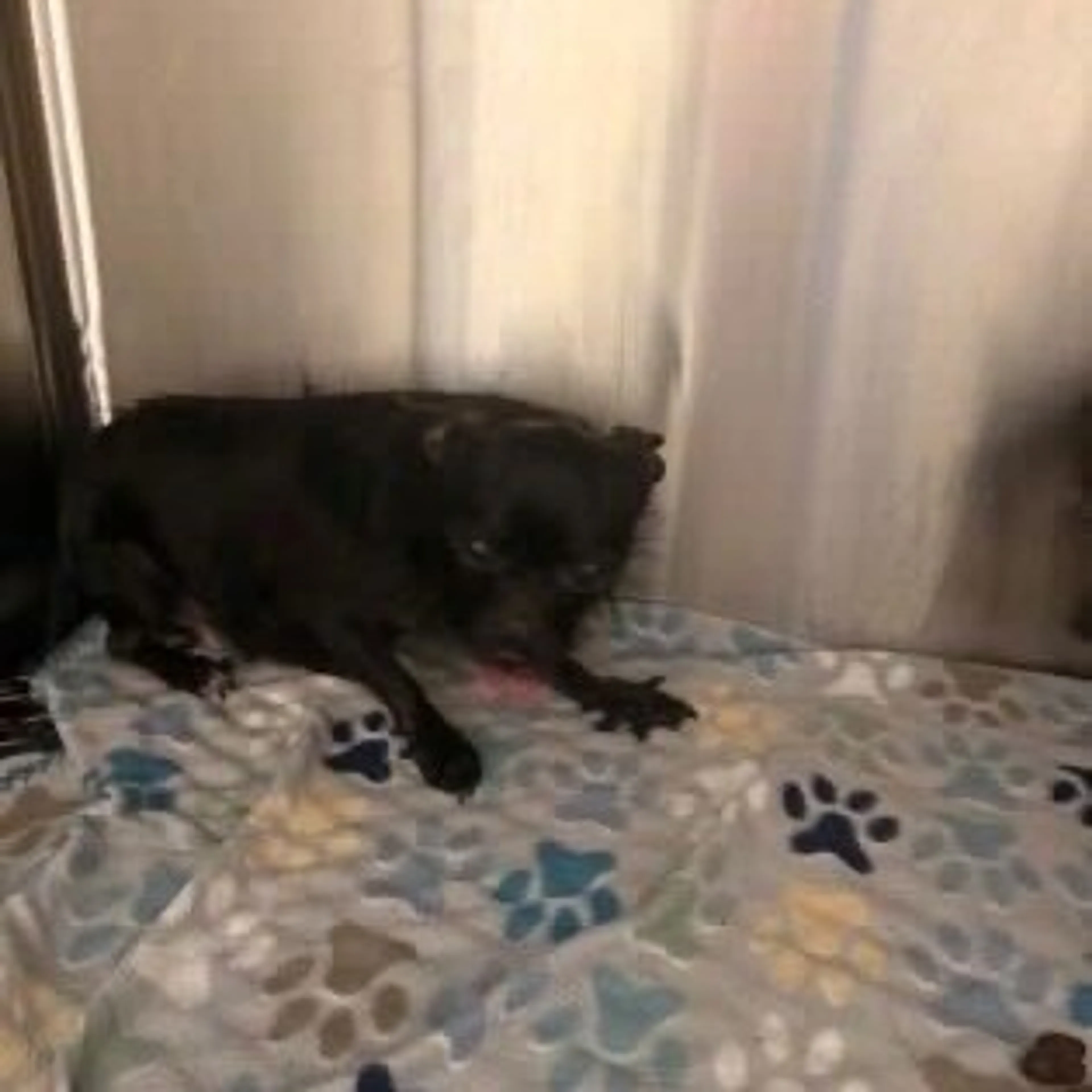 Found pet-1