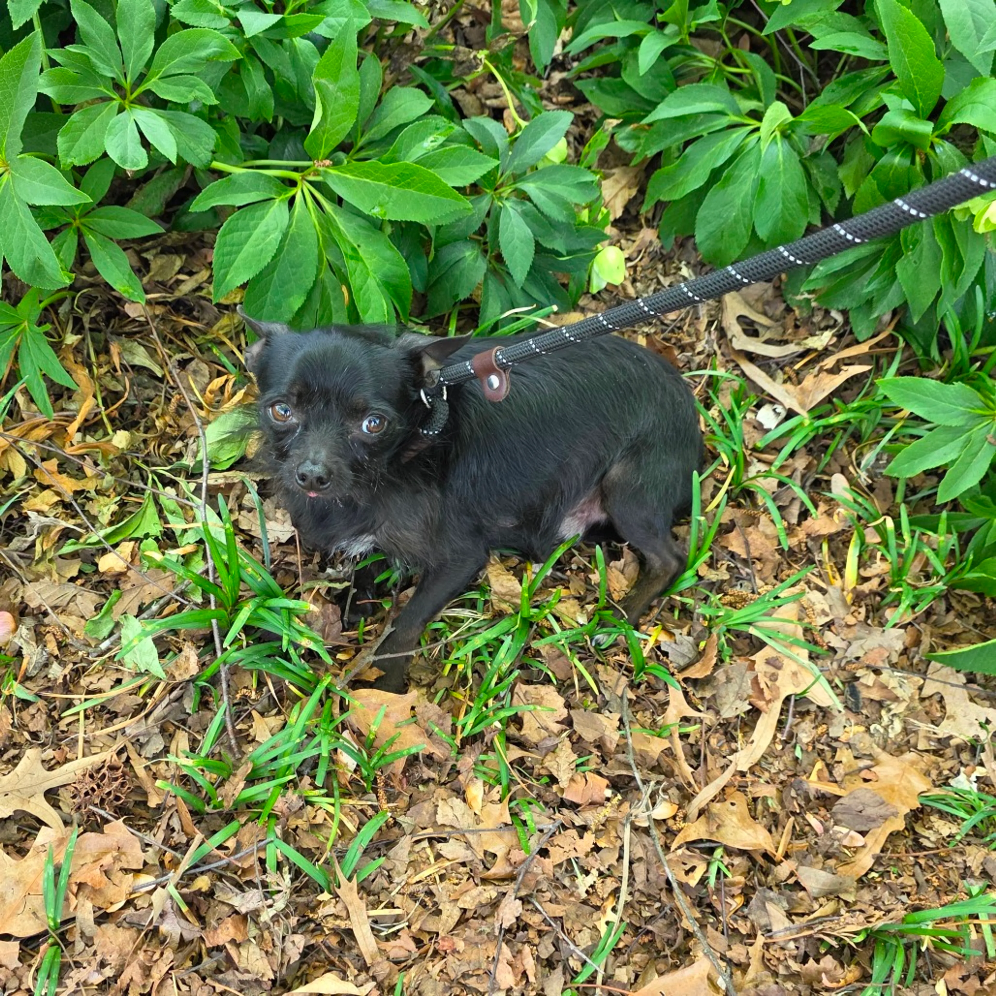 Found pet-2
