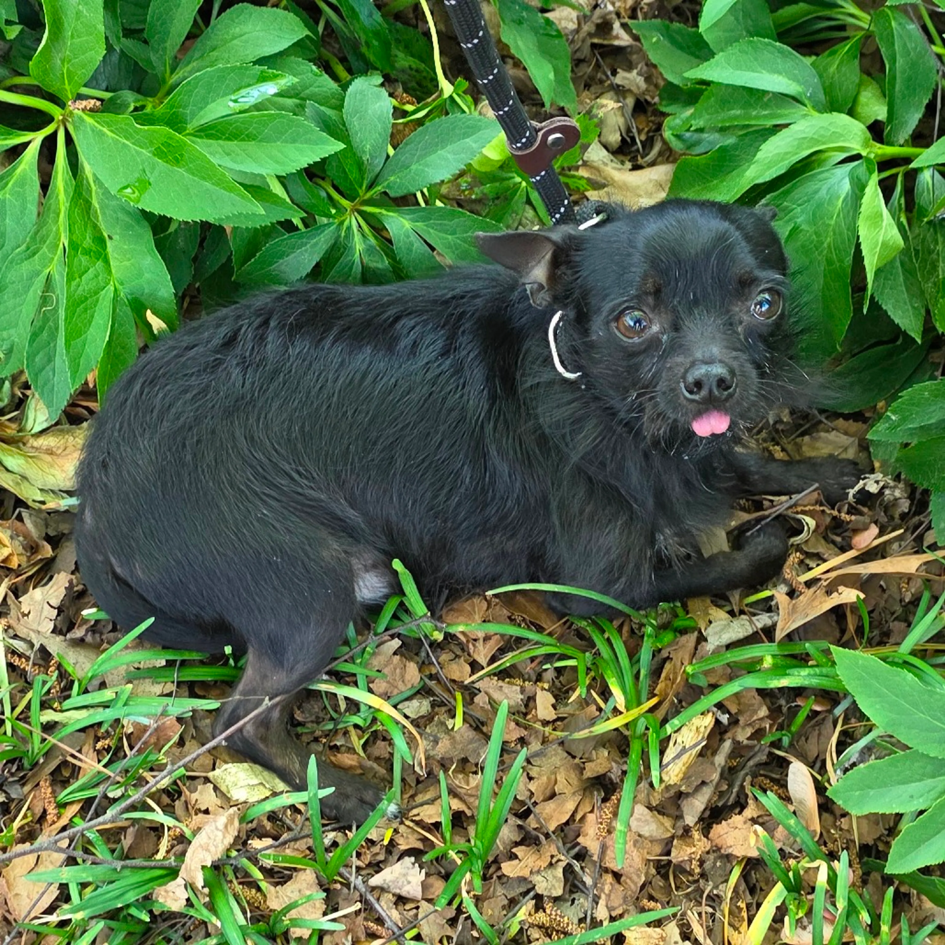 Found pet-0