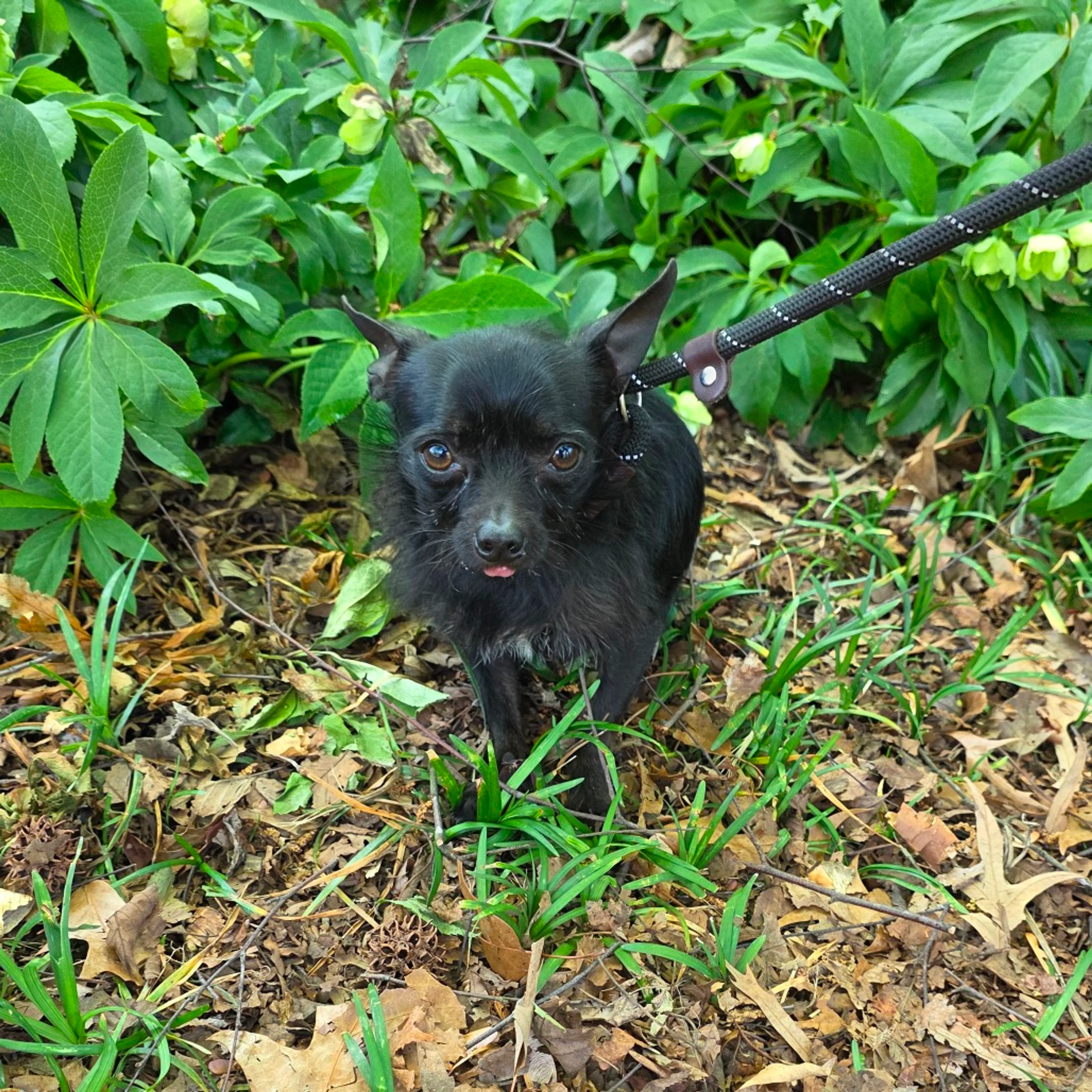 Found pet-5