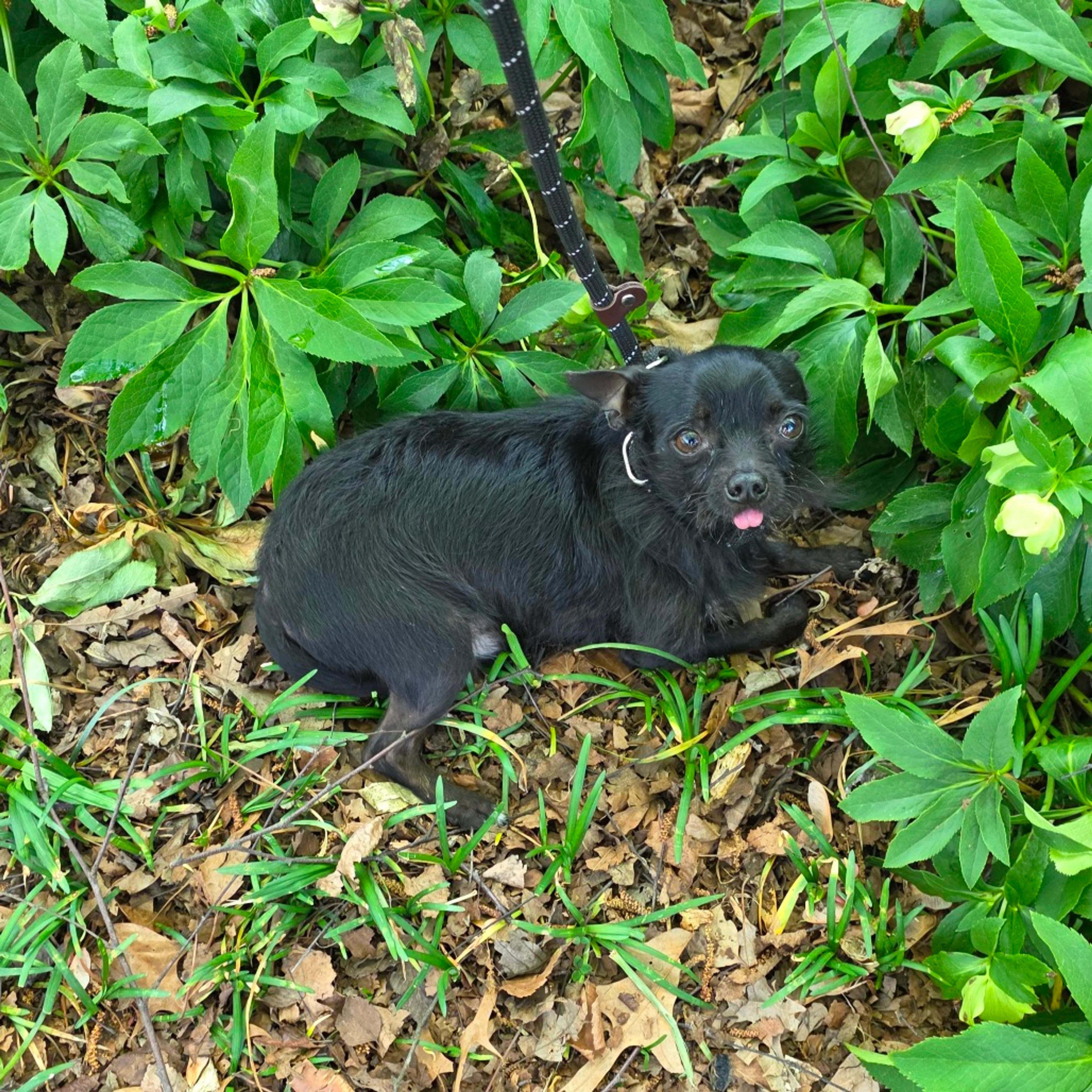 Found pet-3