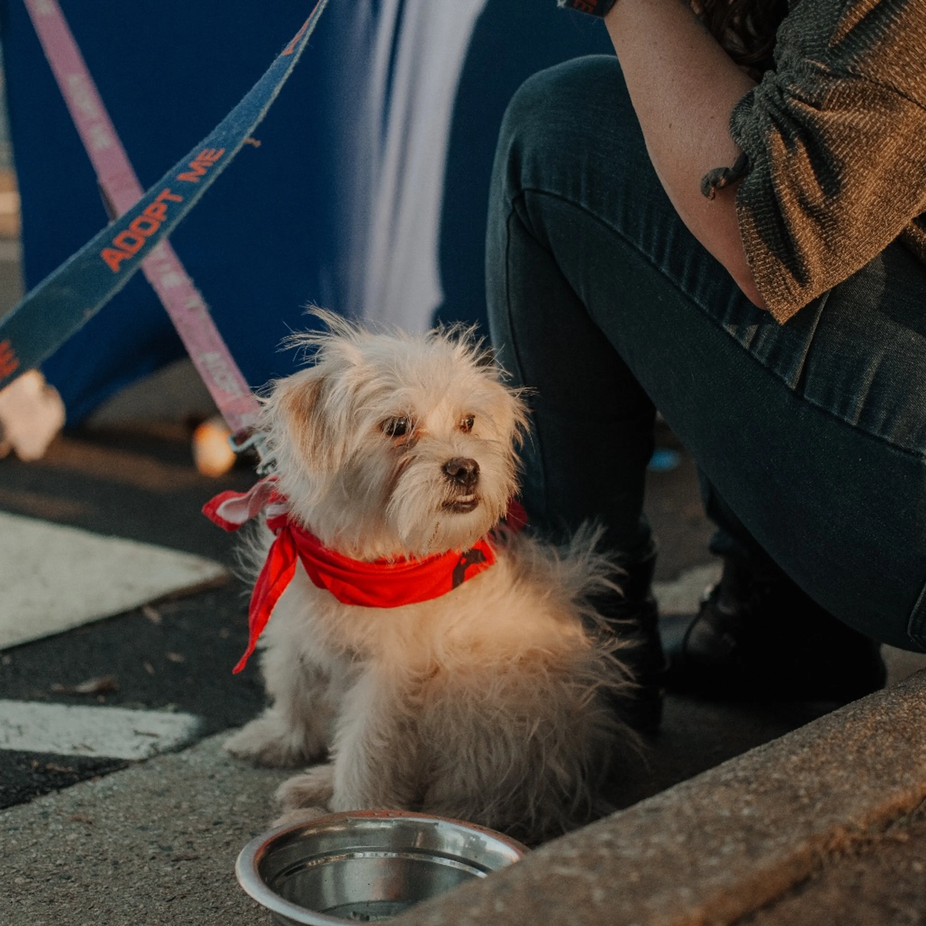 Found pet-3