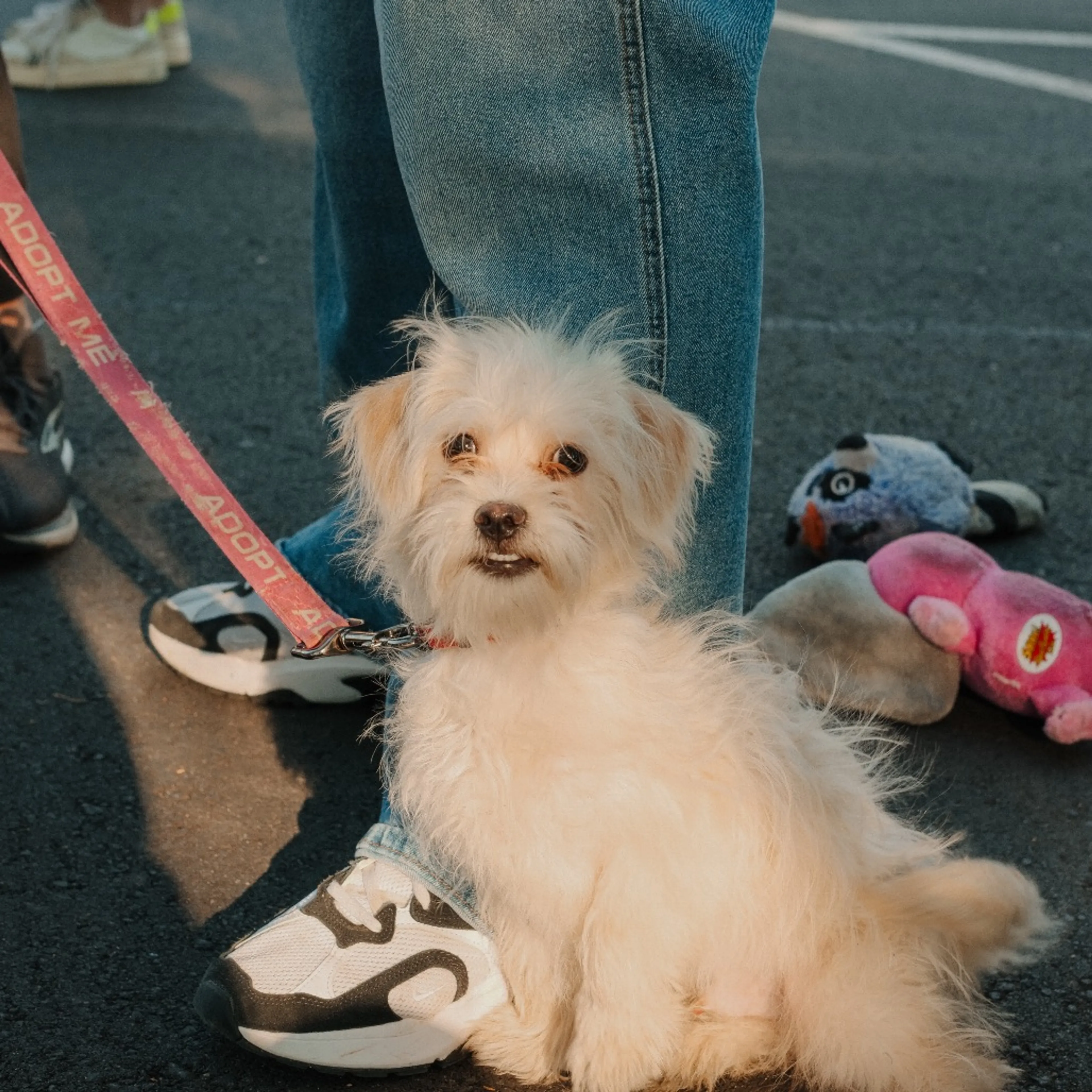 Found pet-0