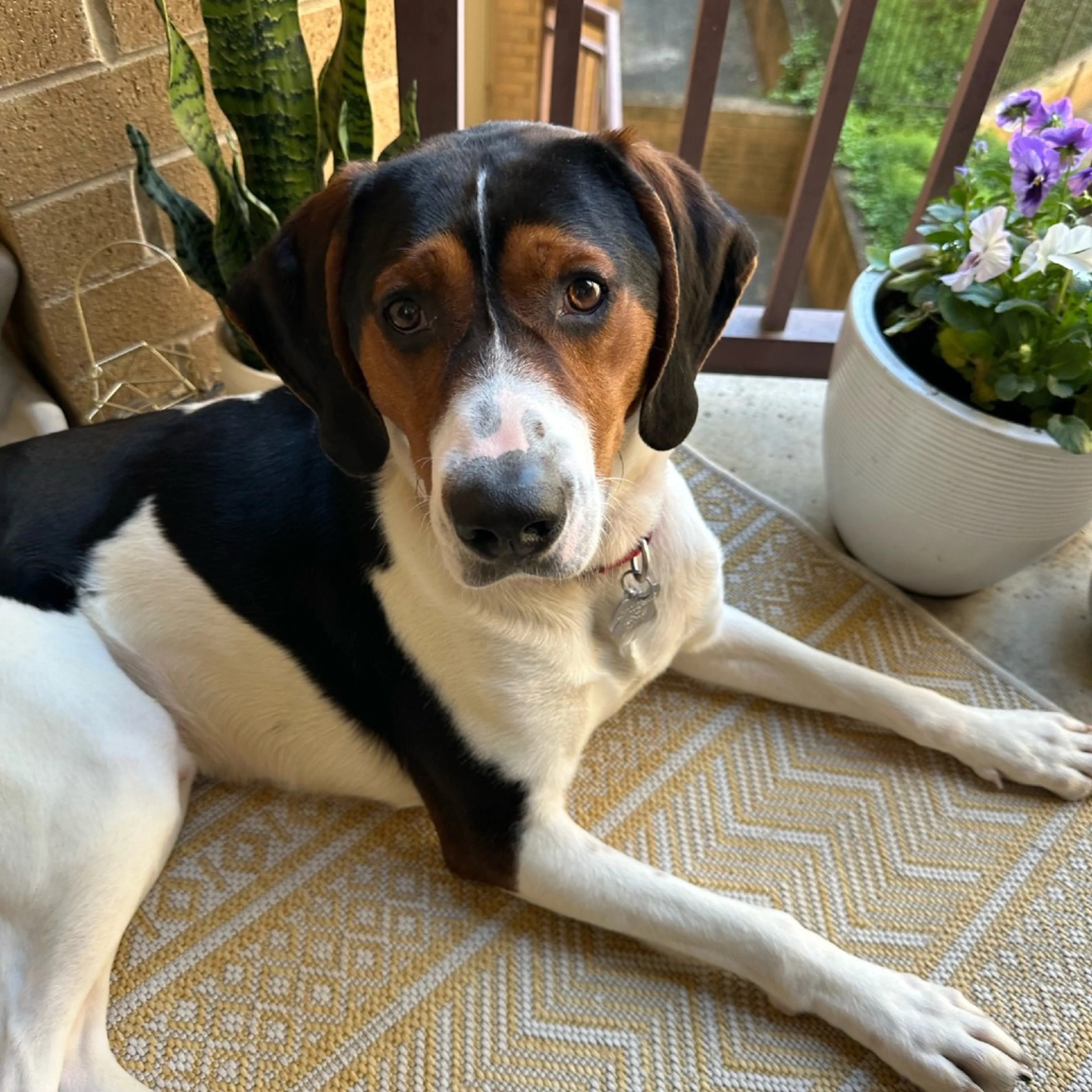 Found pet-11
