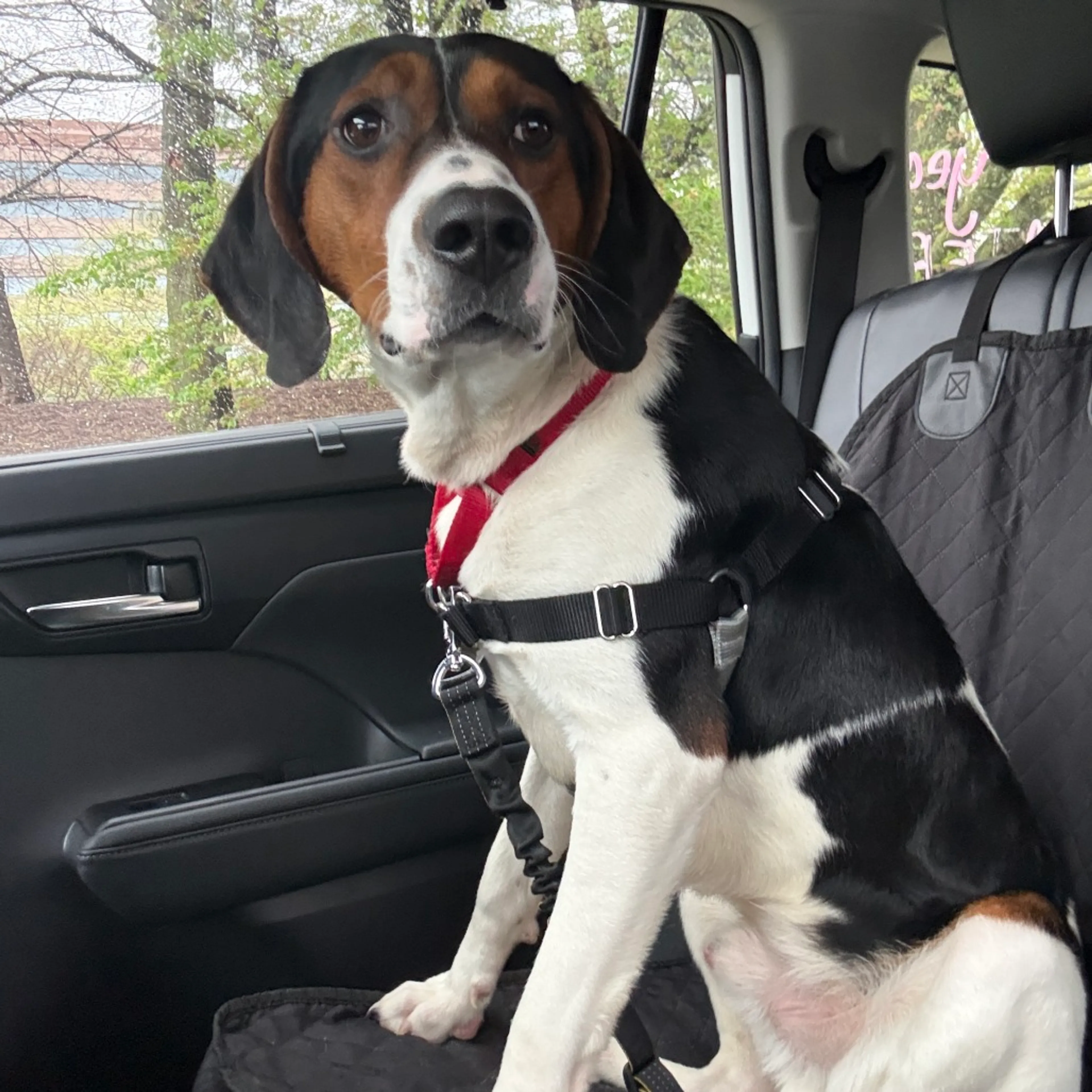 Found pet-8