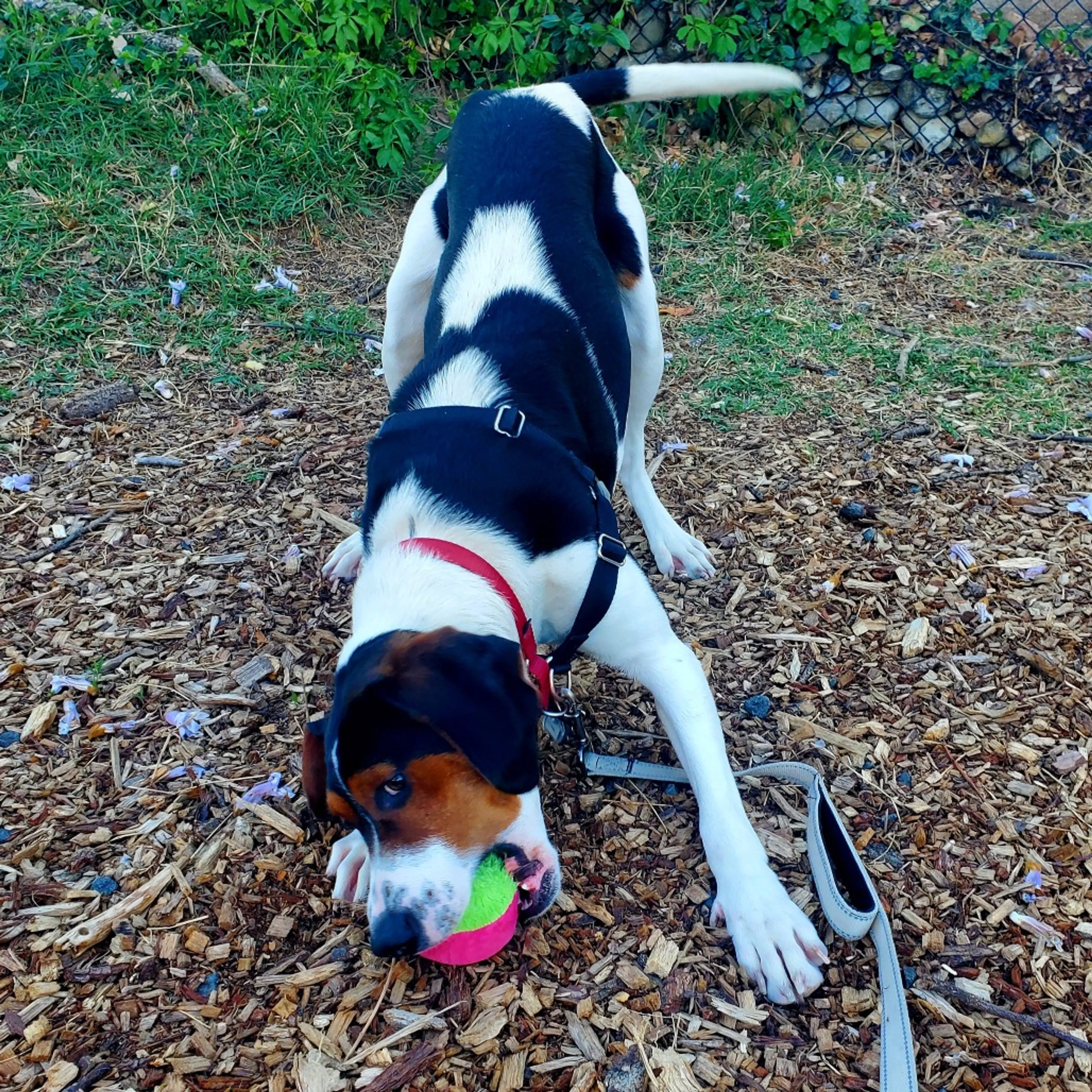 Found pet-12