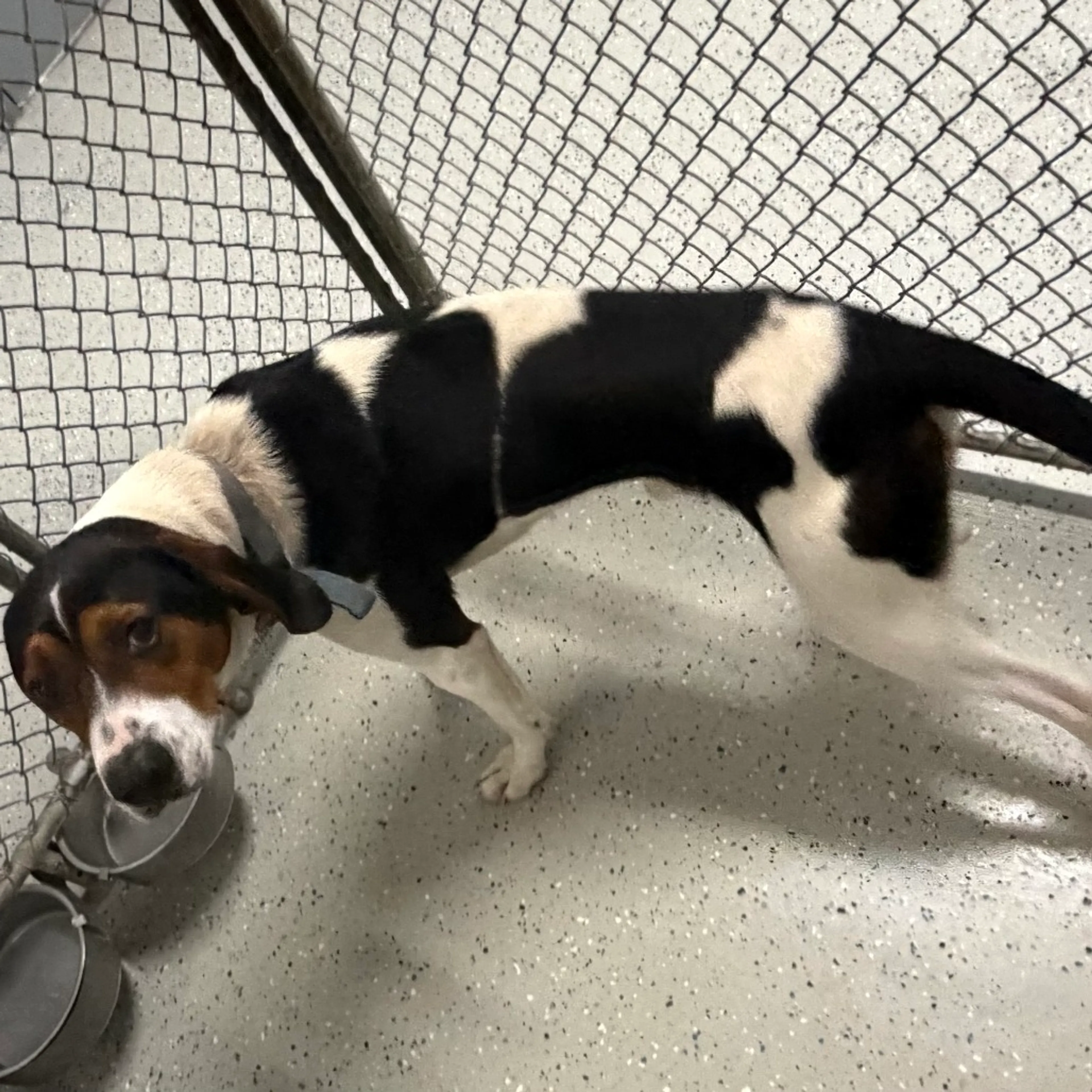 Found pet-2