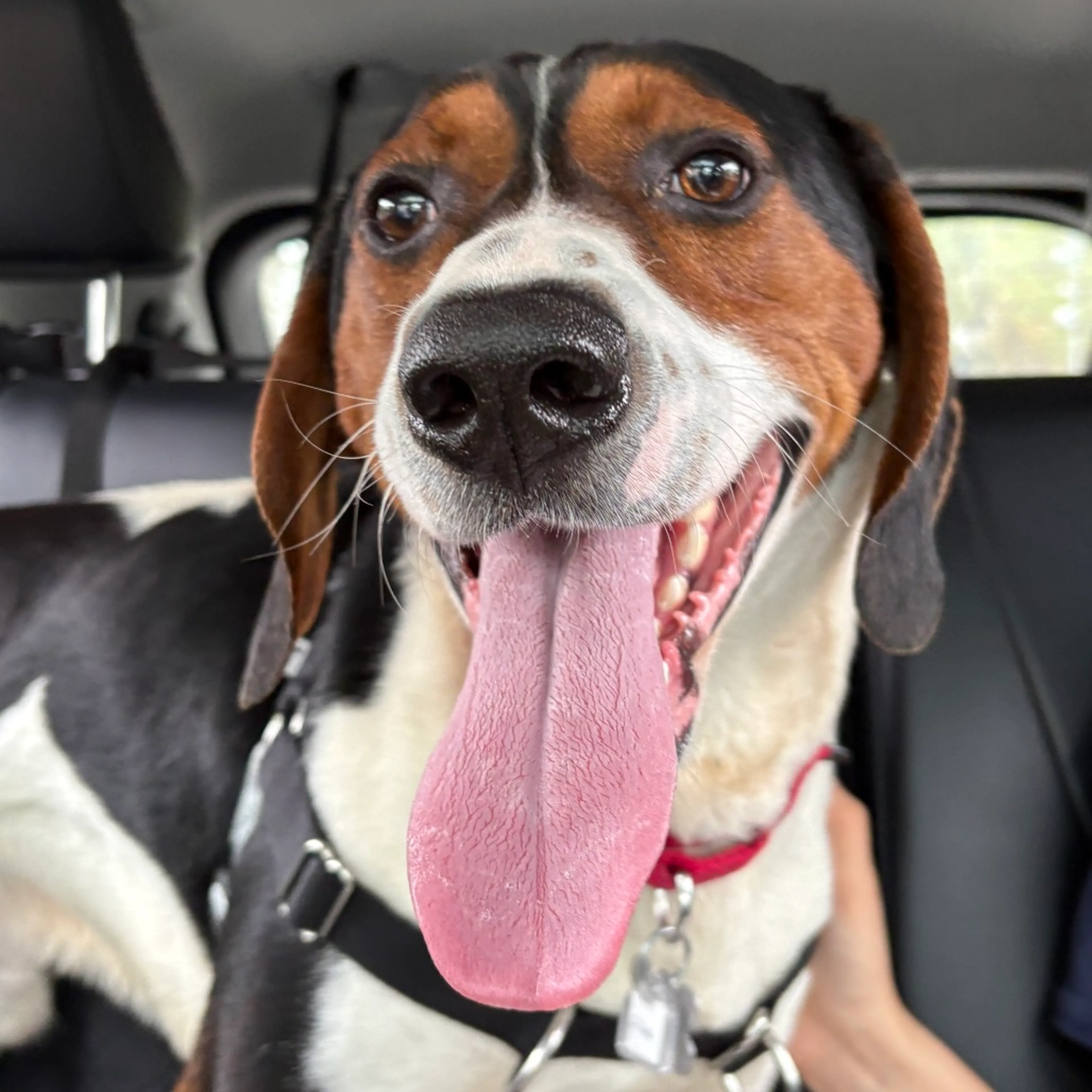 Found pet-6