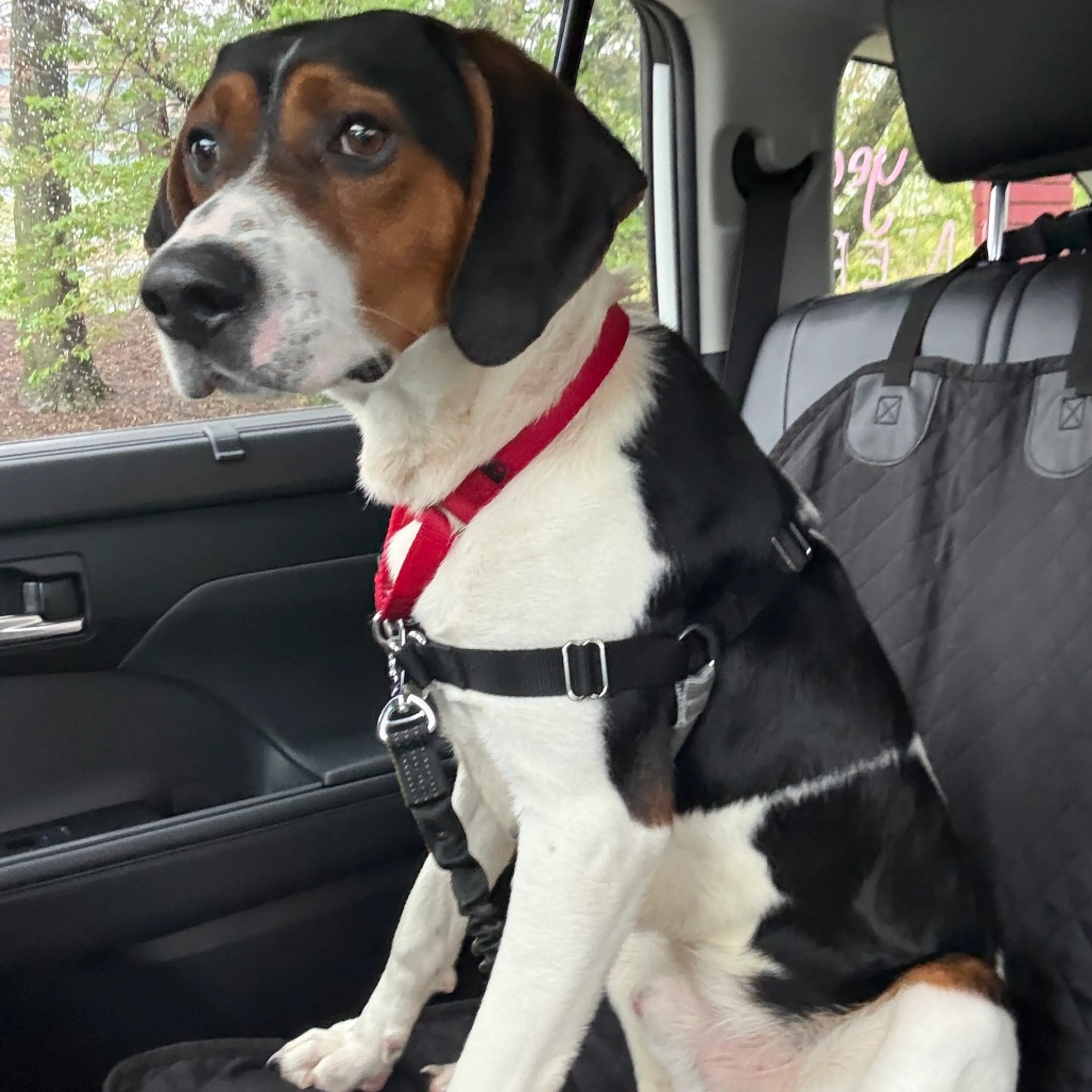 Found pet-9