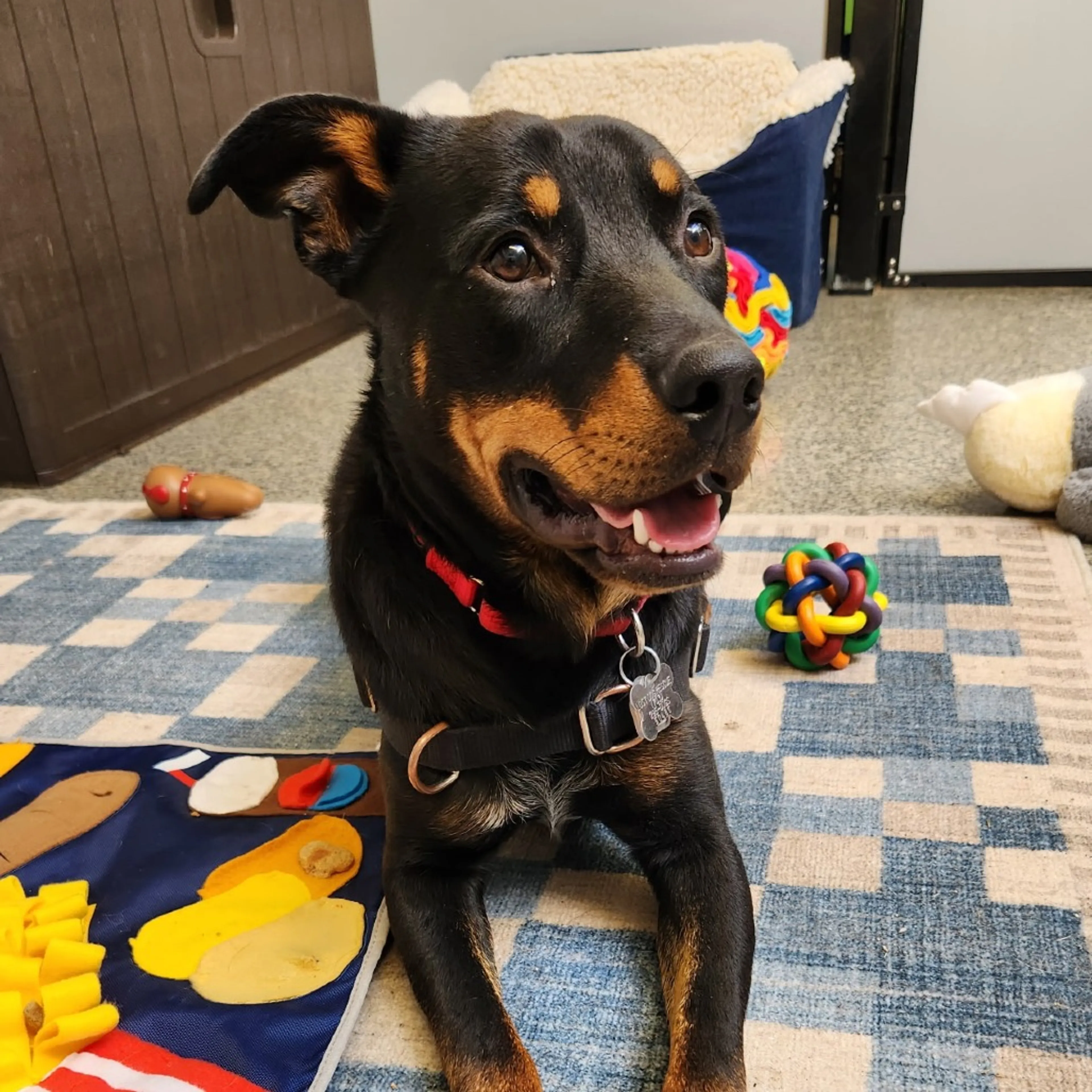 Found pet-2