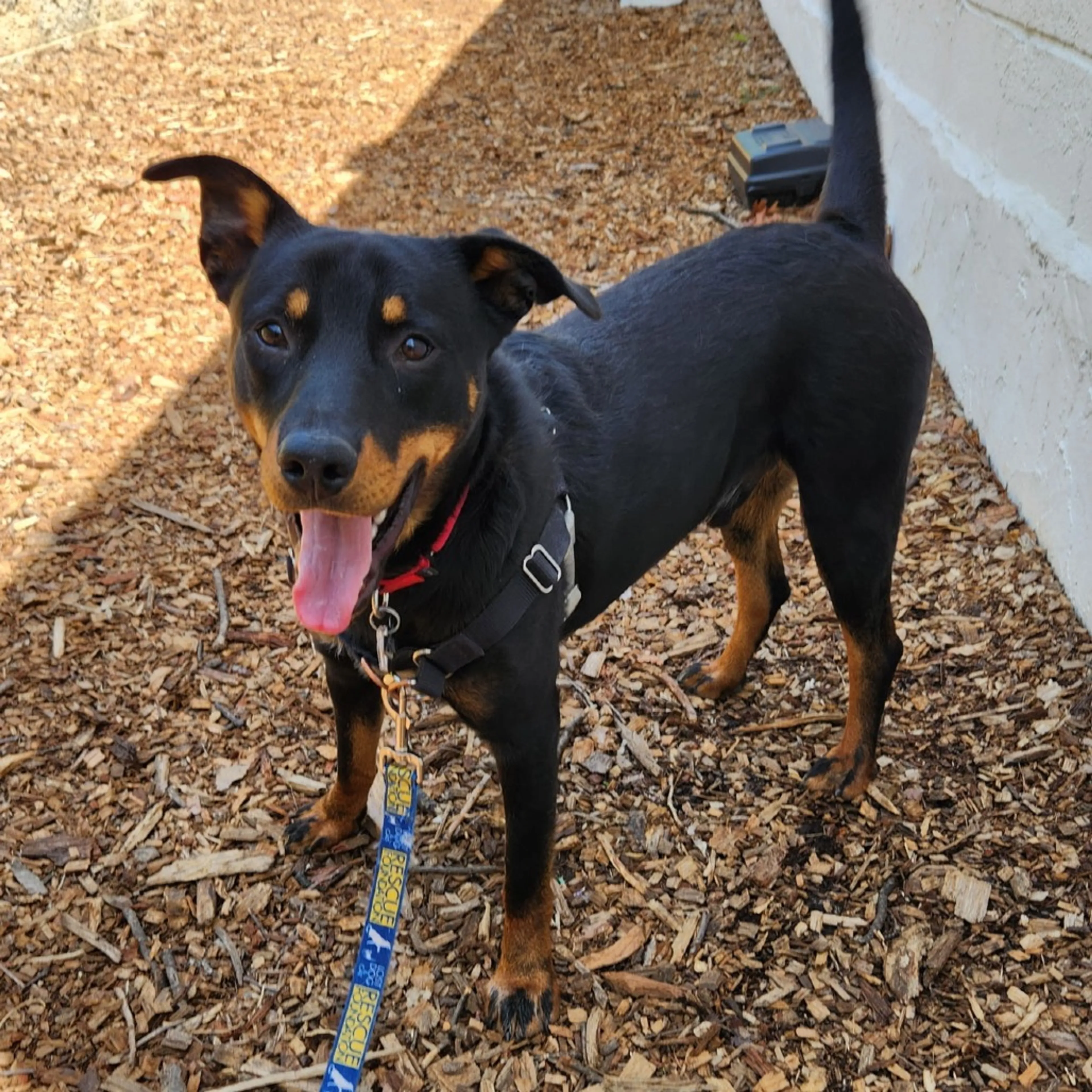 Found pet-5