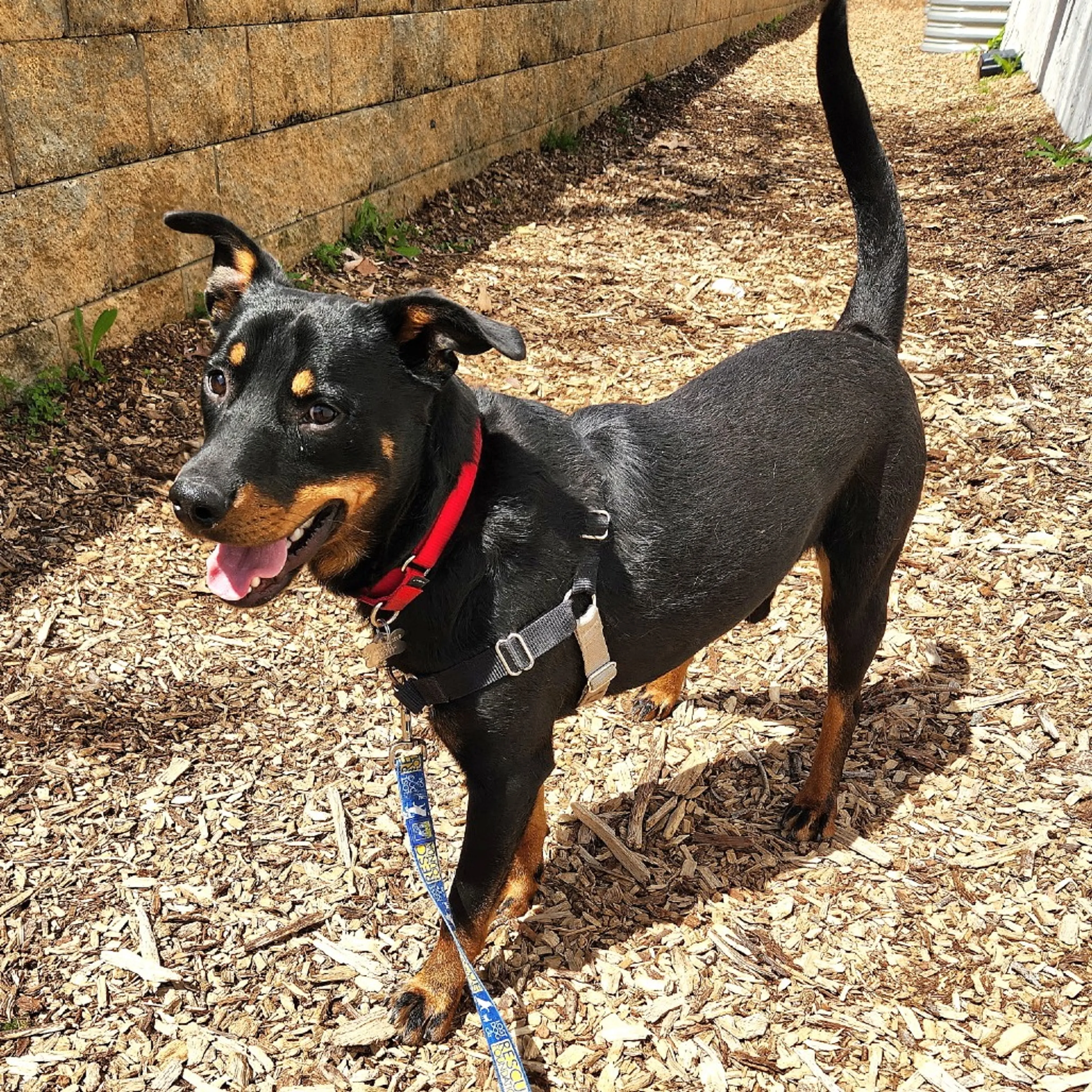 Found pet-8