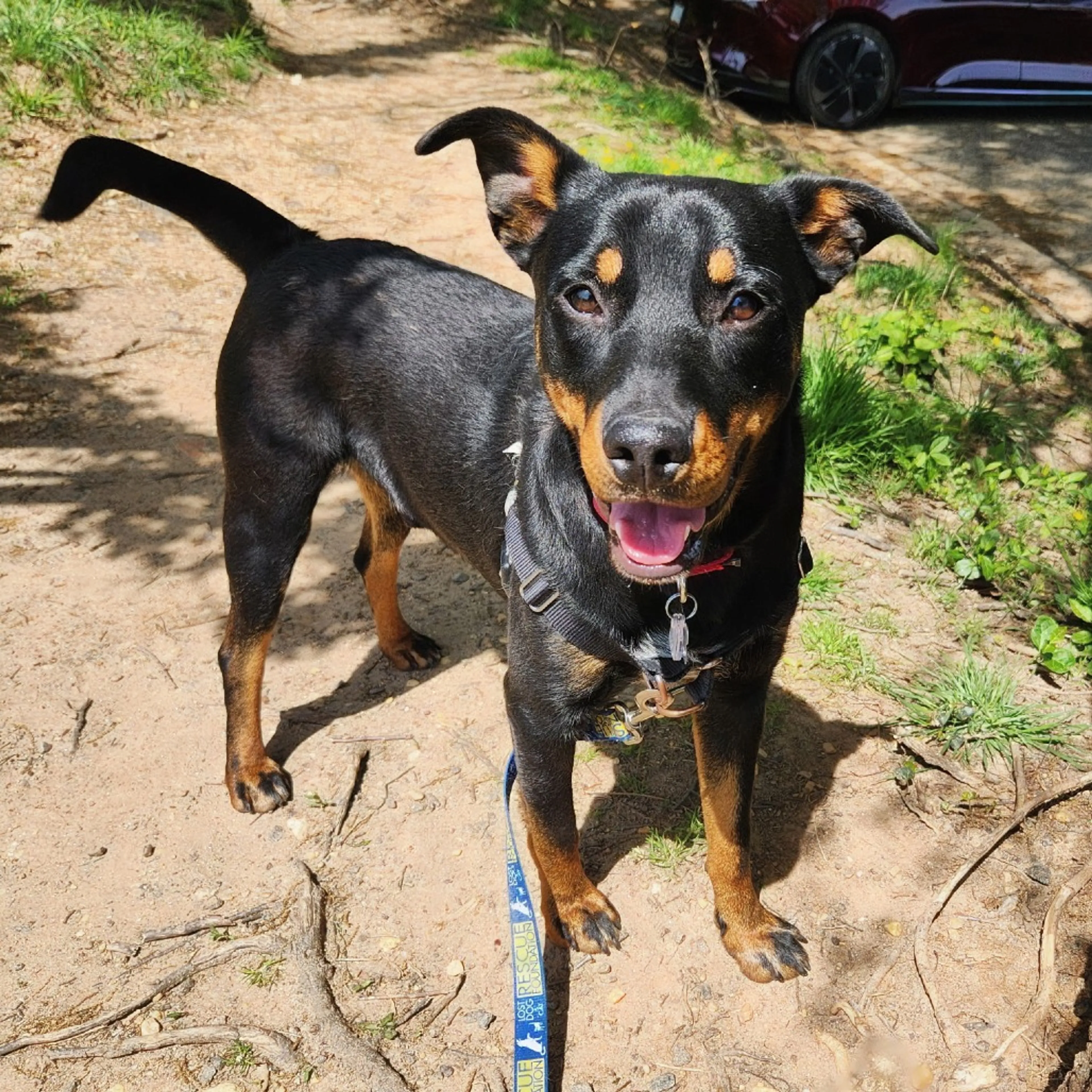 Found pet-7