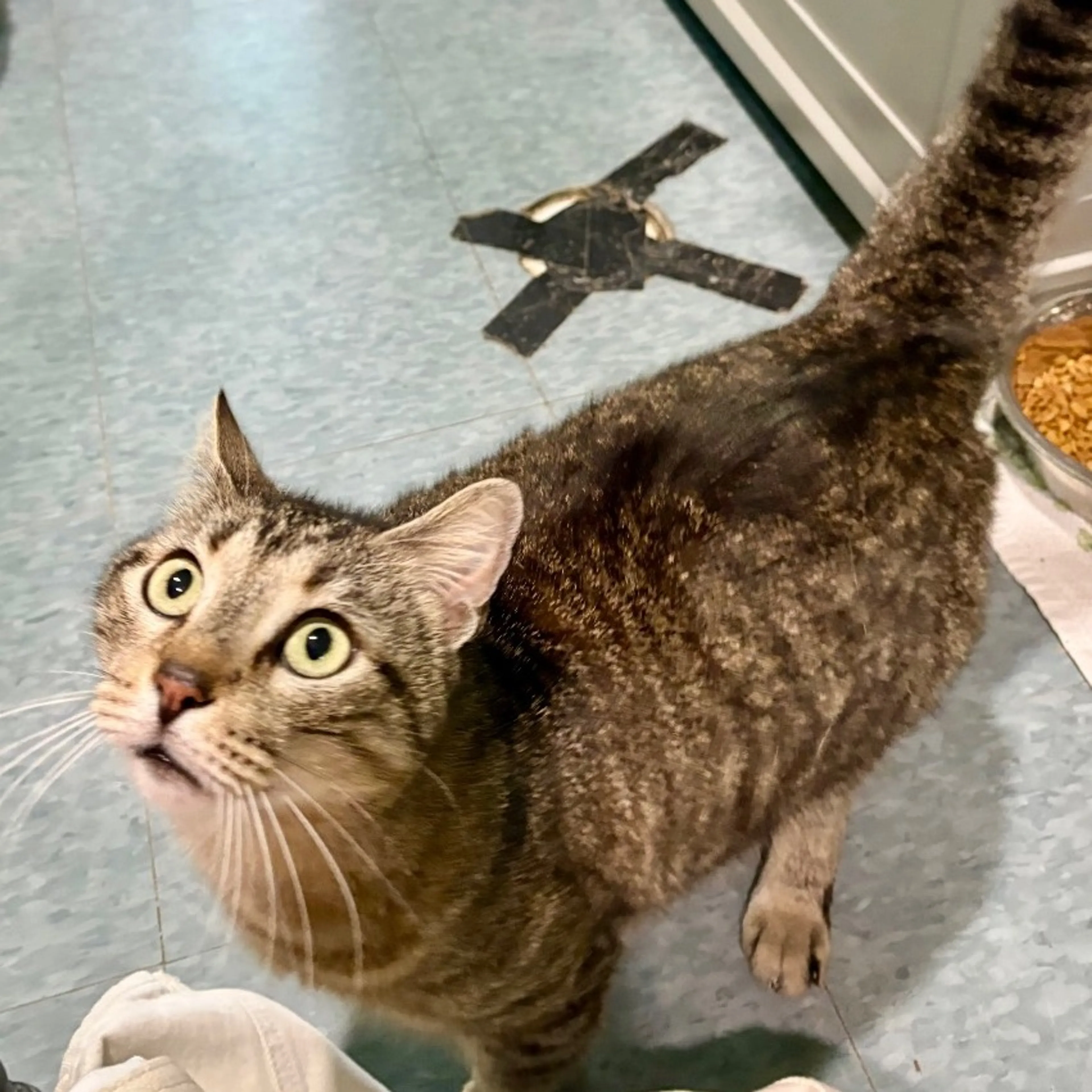 Found pet-3