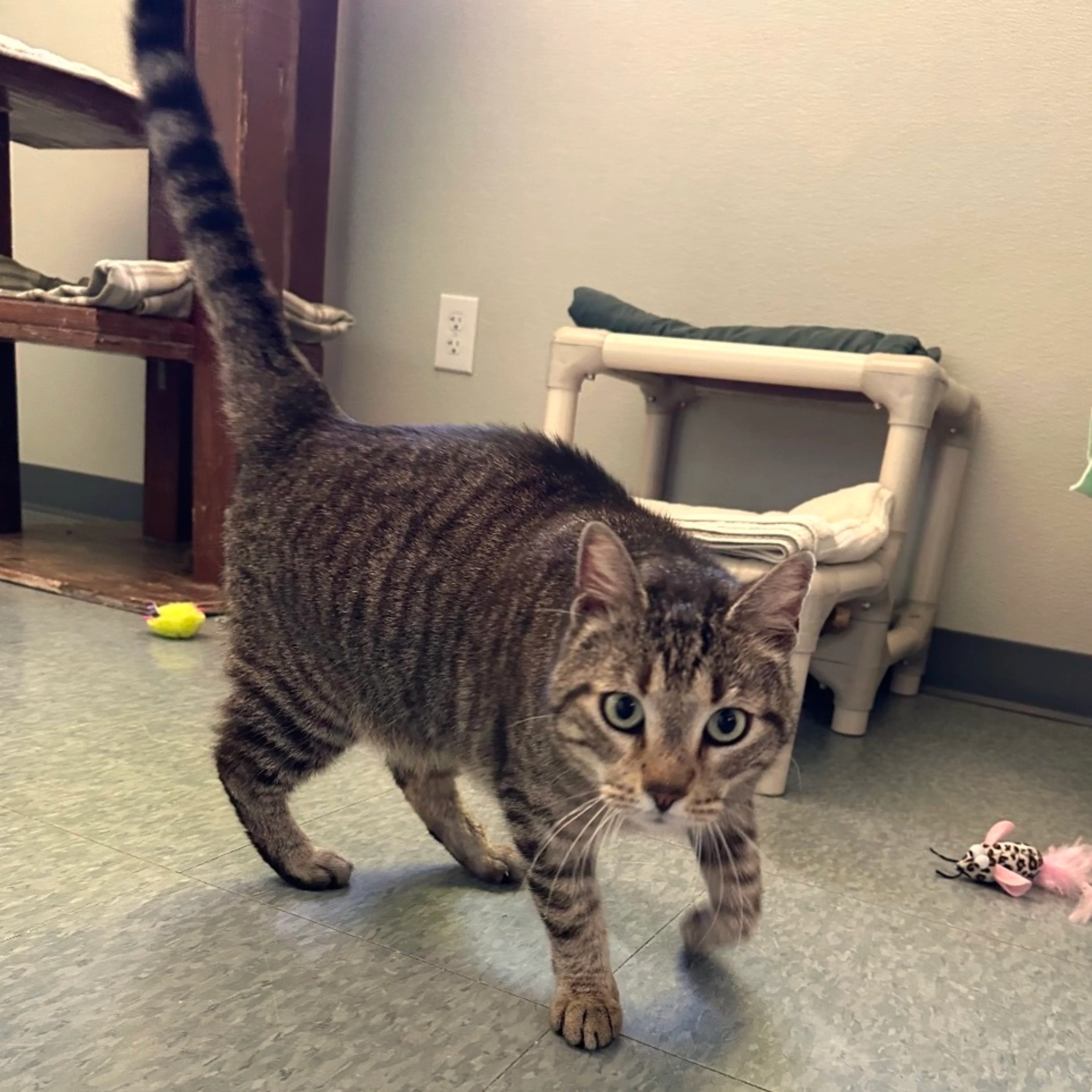 Found pet-2