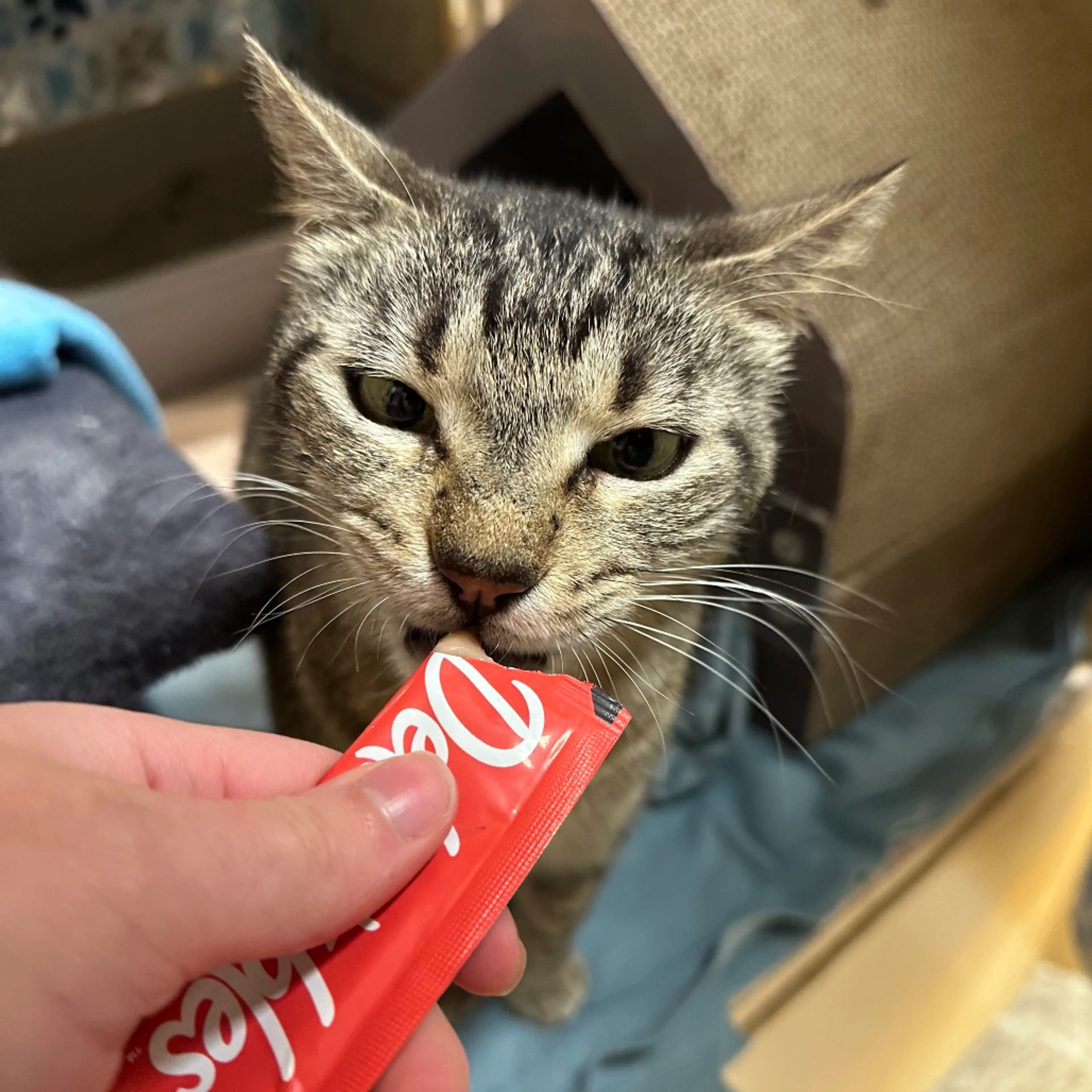 Found pet-0