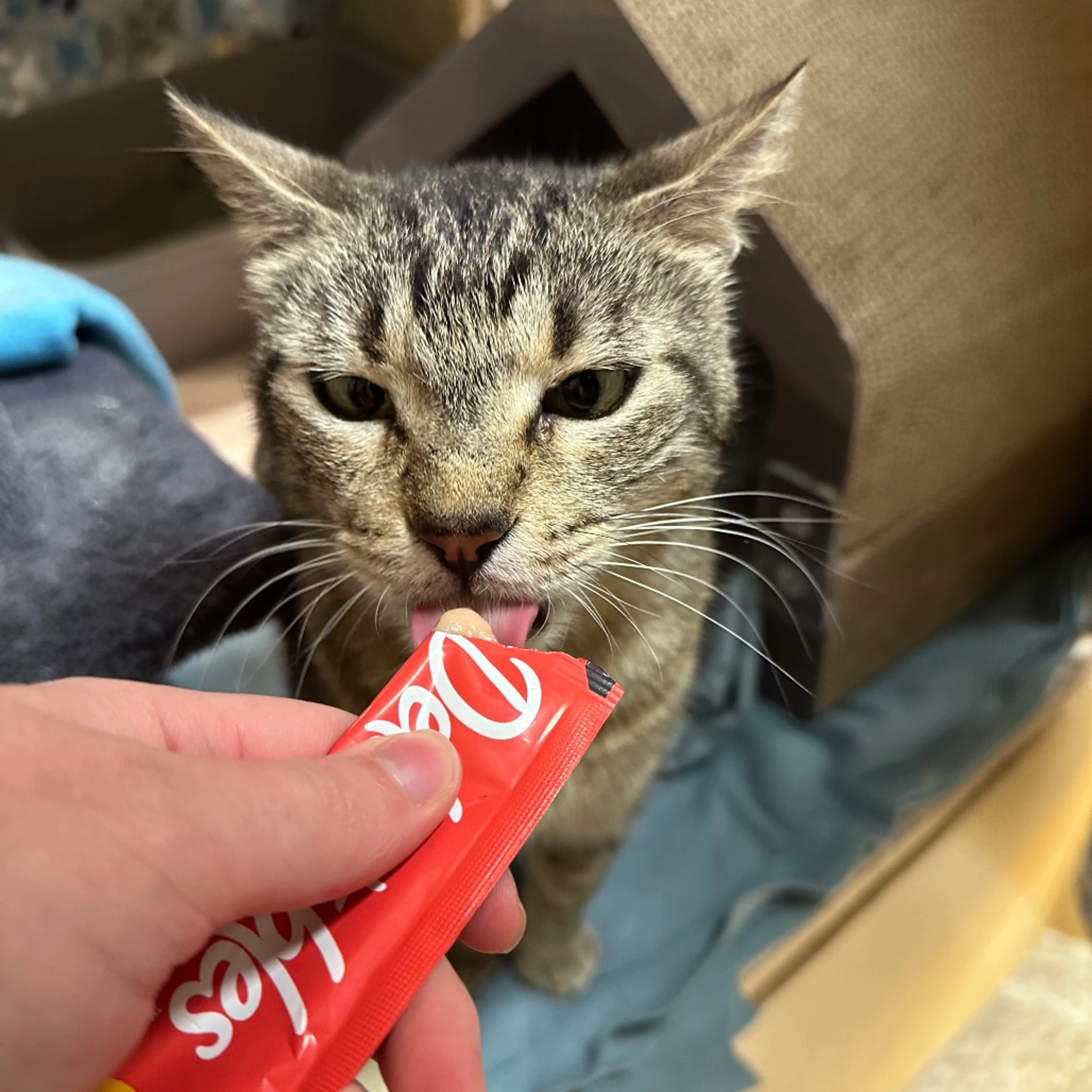 Found pet-4