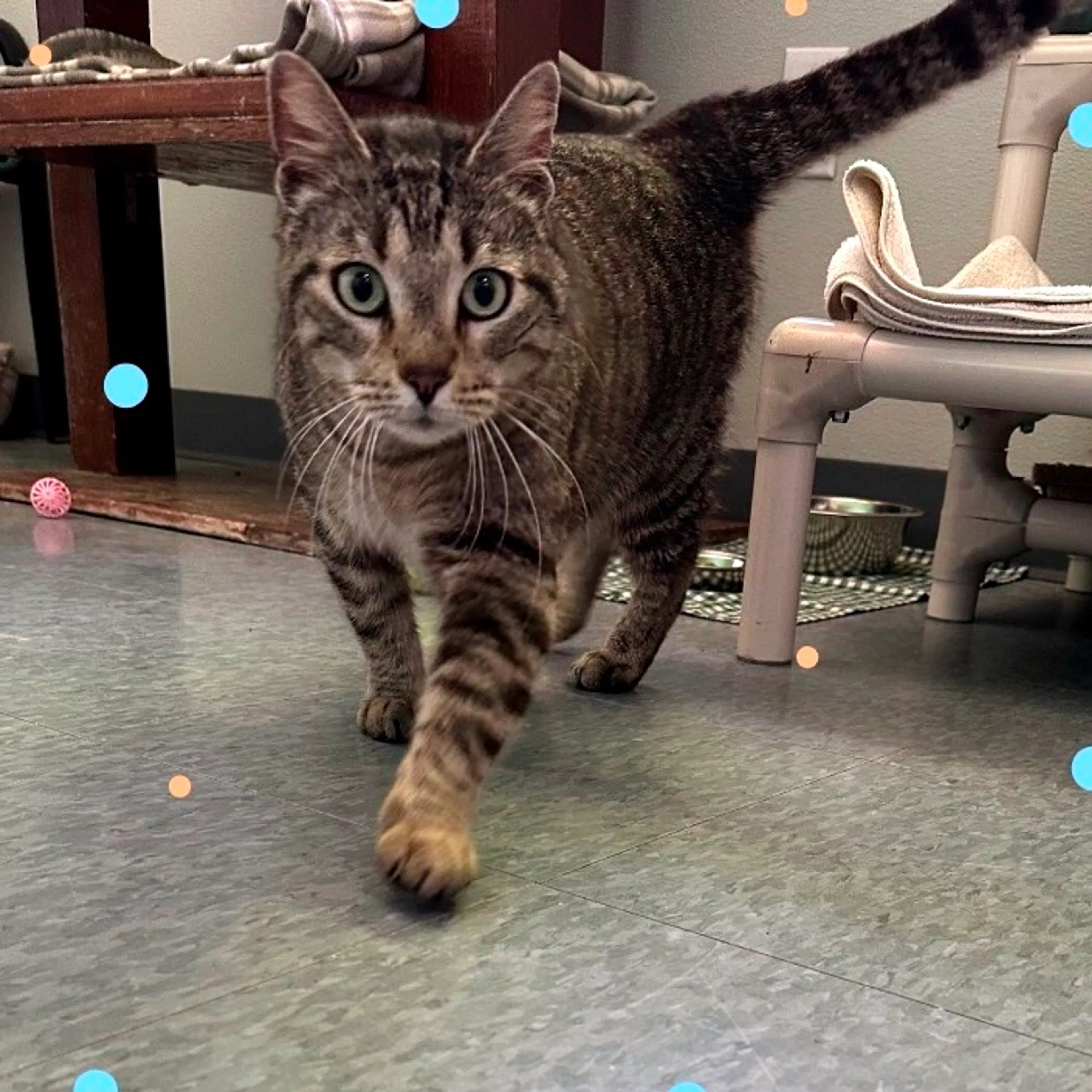 Found pet-1