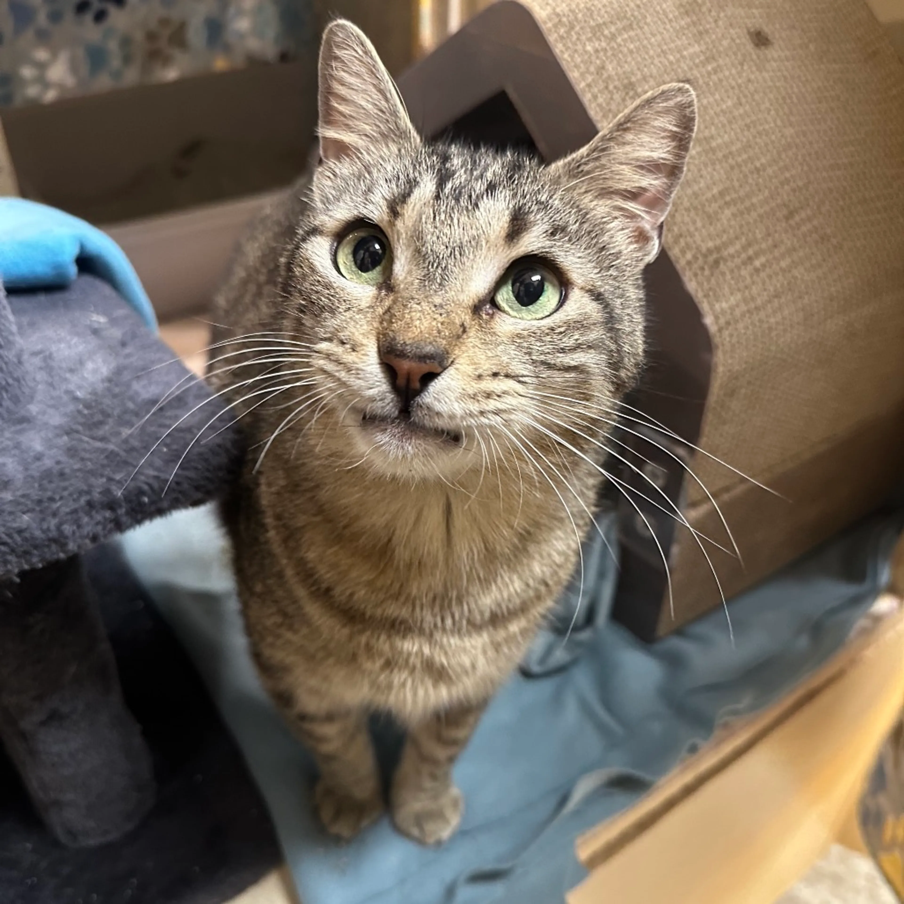 Found pet-5