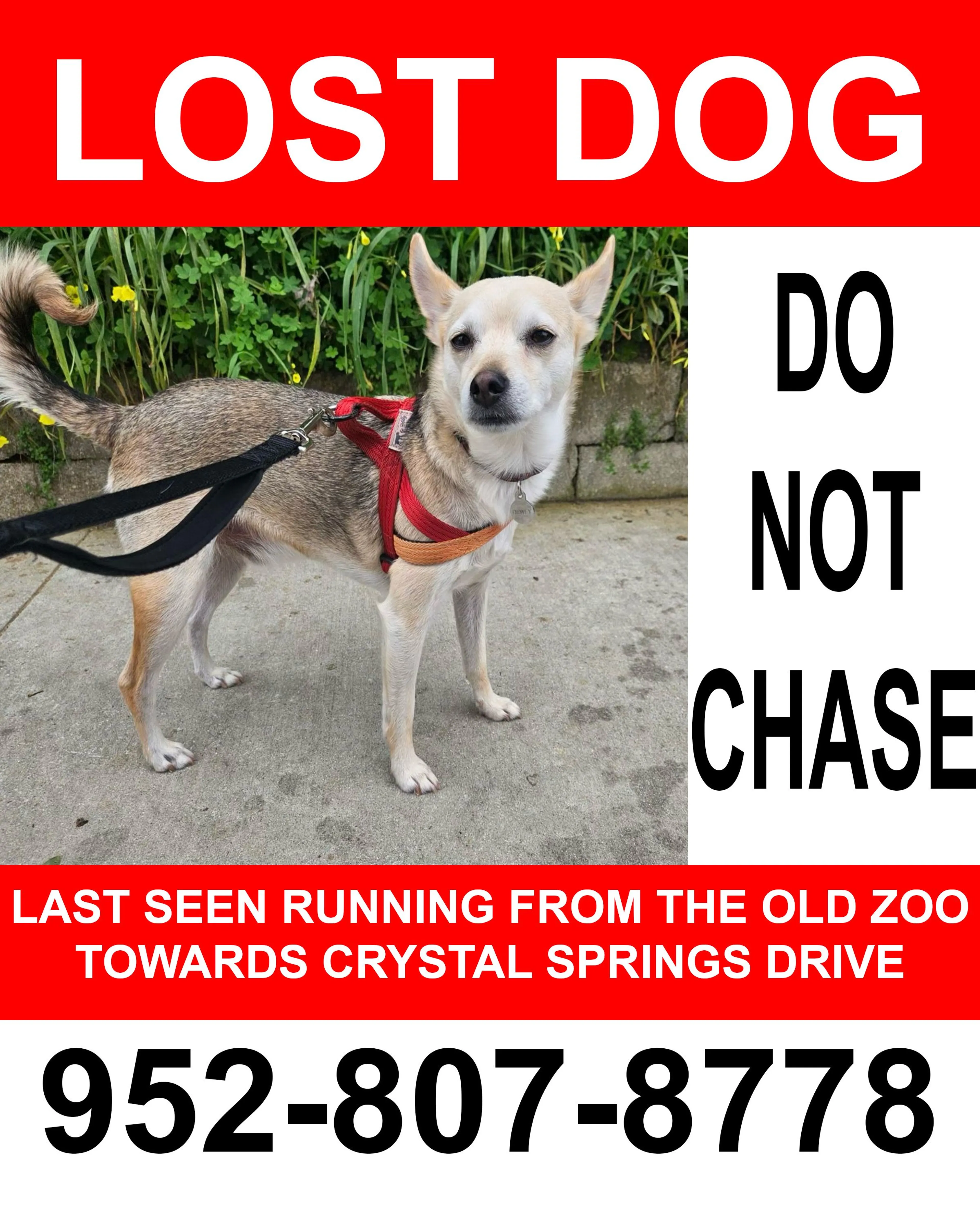 Lost pet