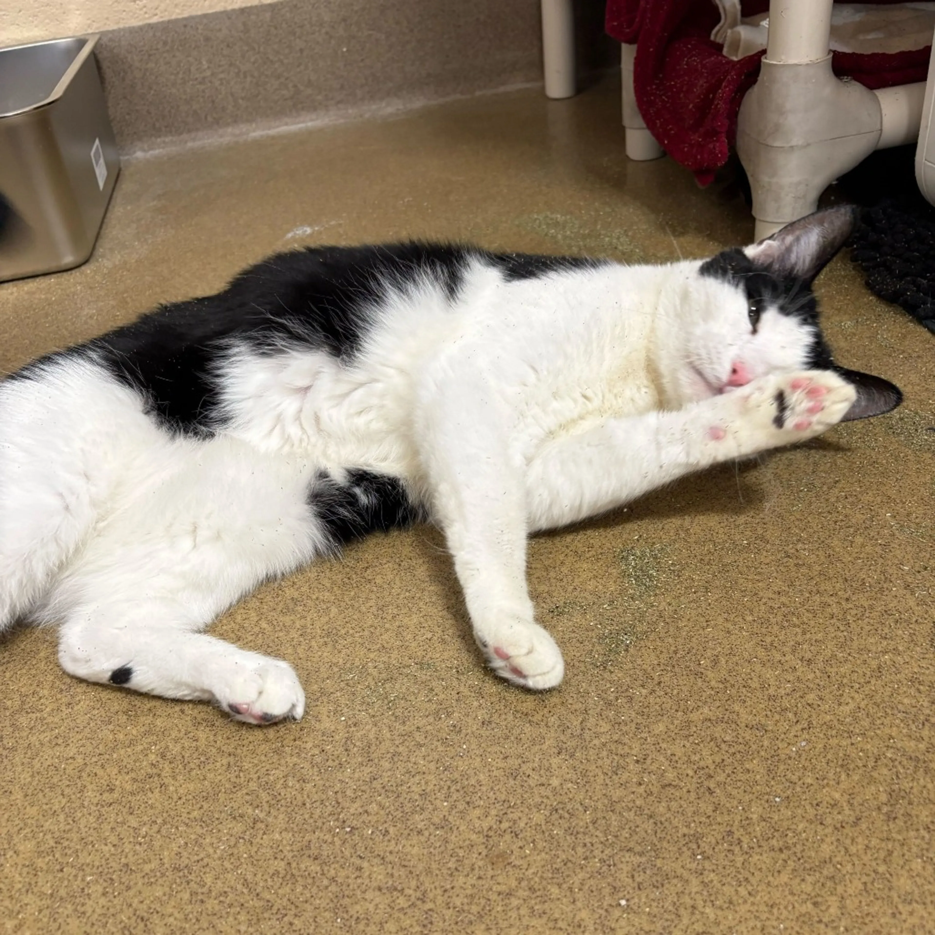 Found pet-3