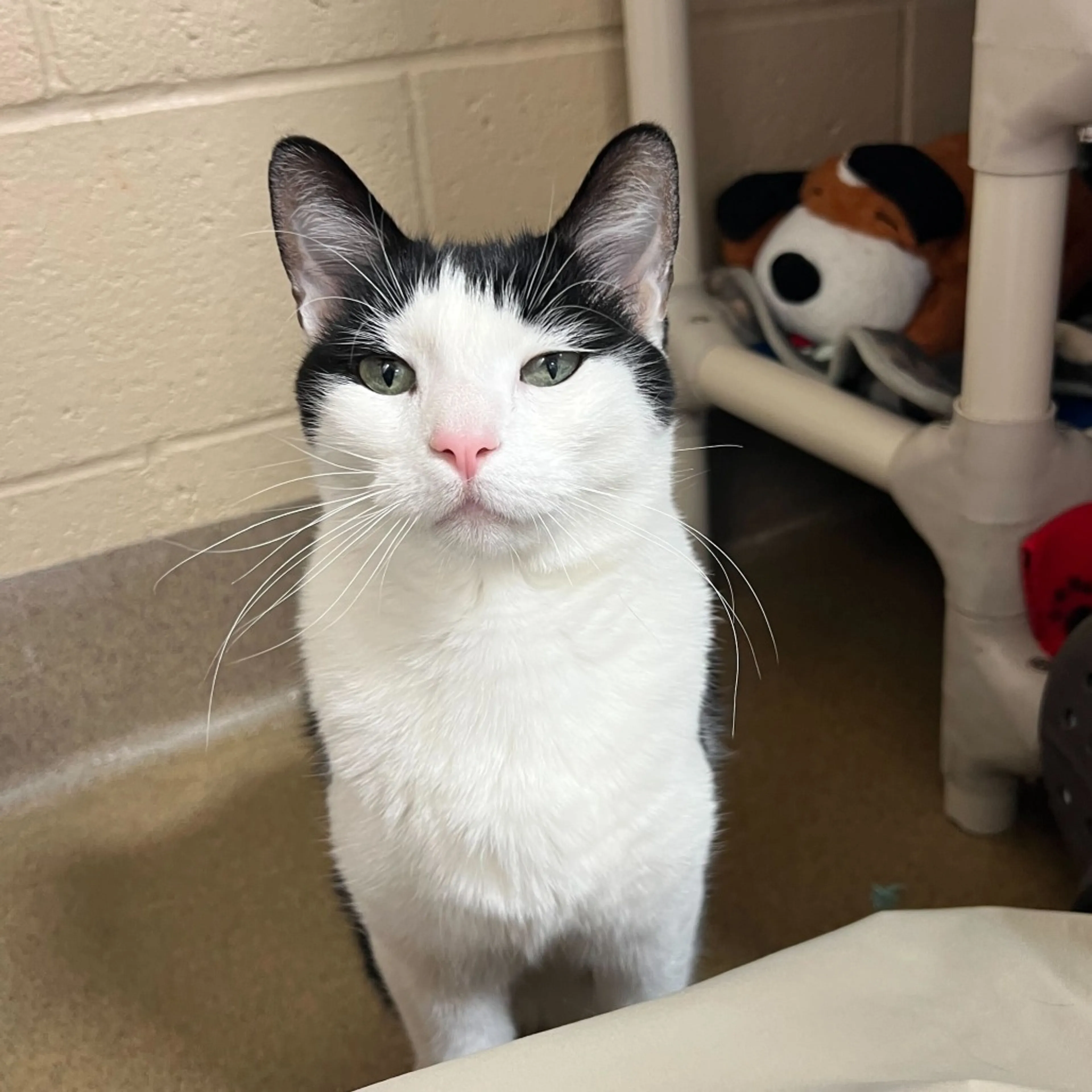 Found pet-2