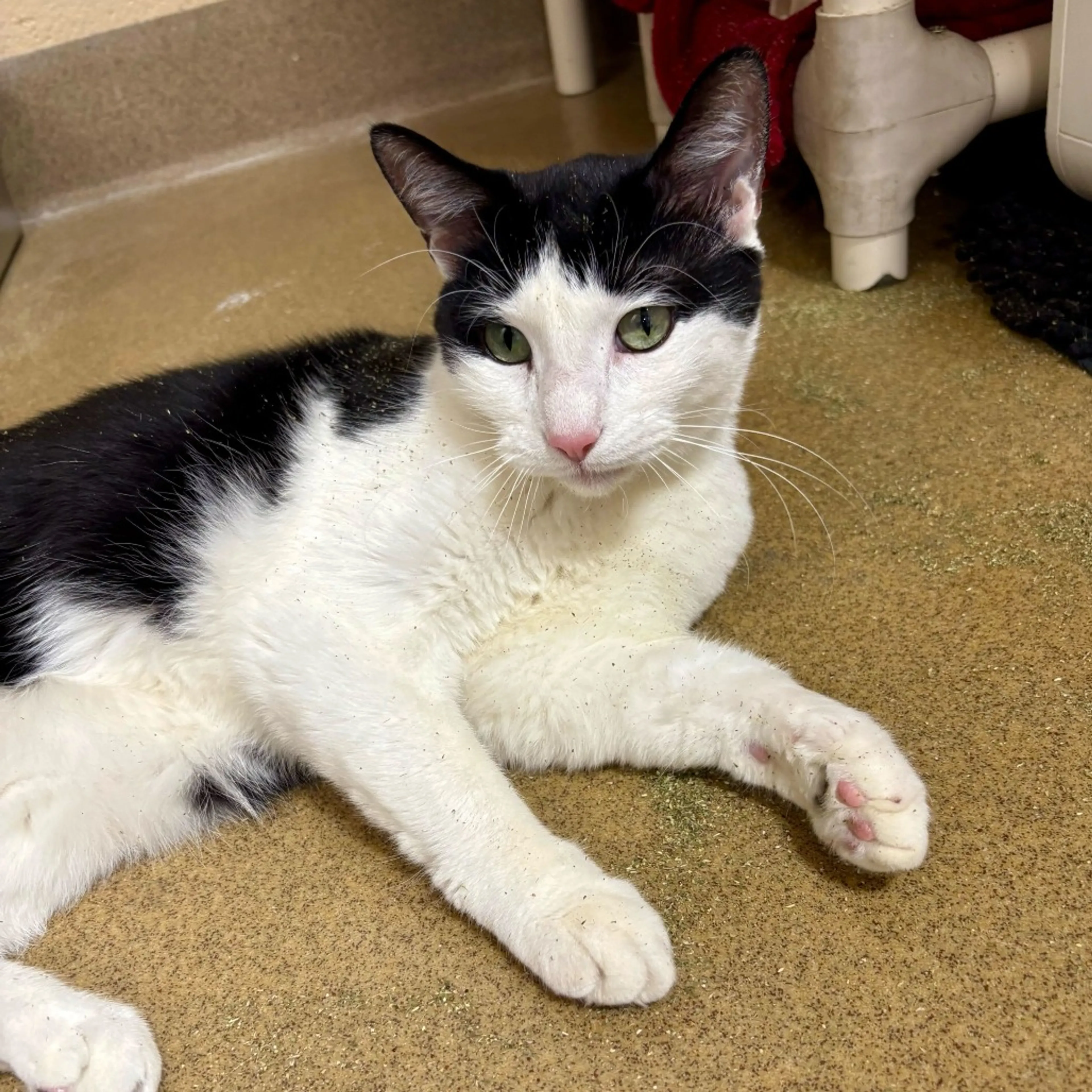 Found pet-4
