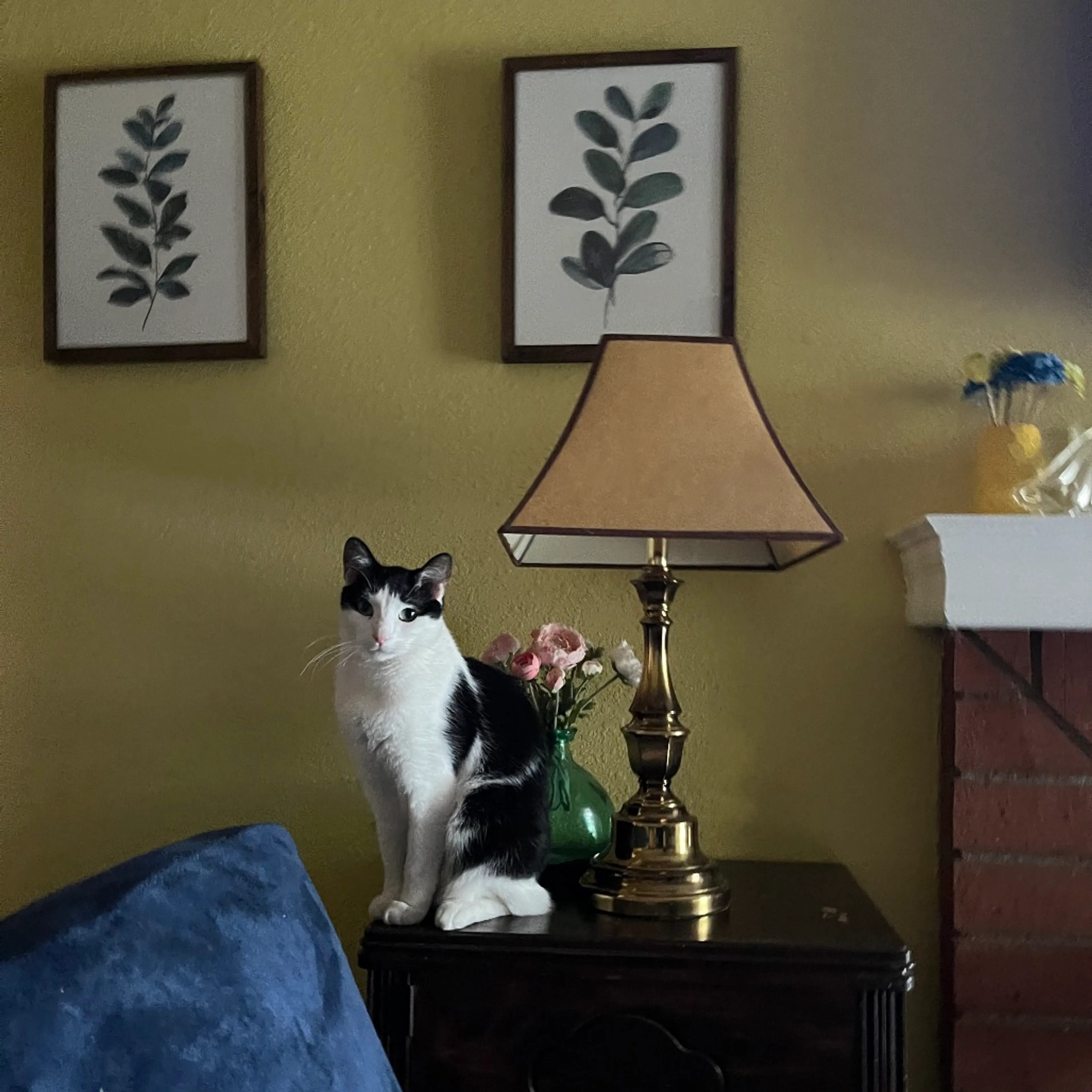 Found pet-5