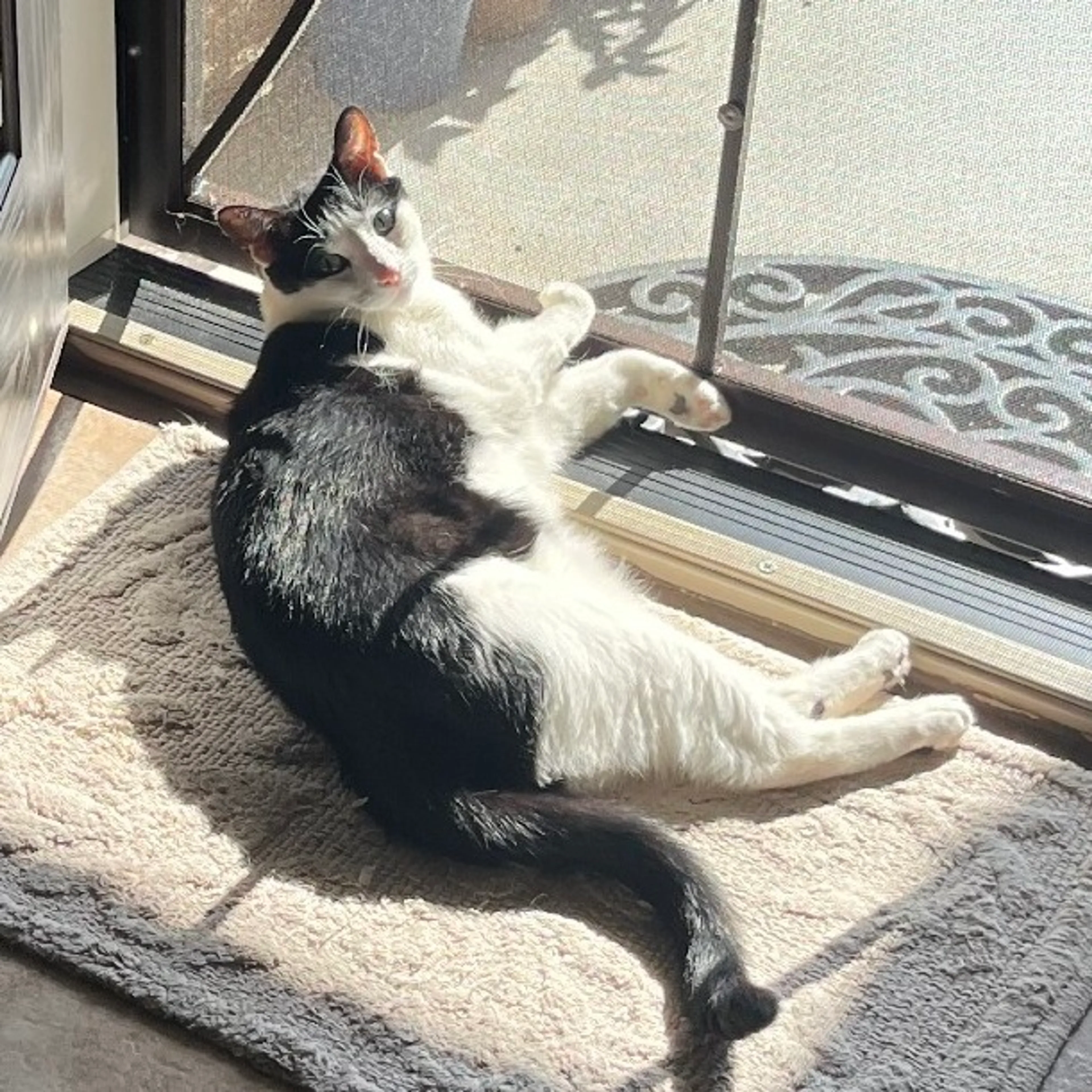 Found pet-0