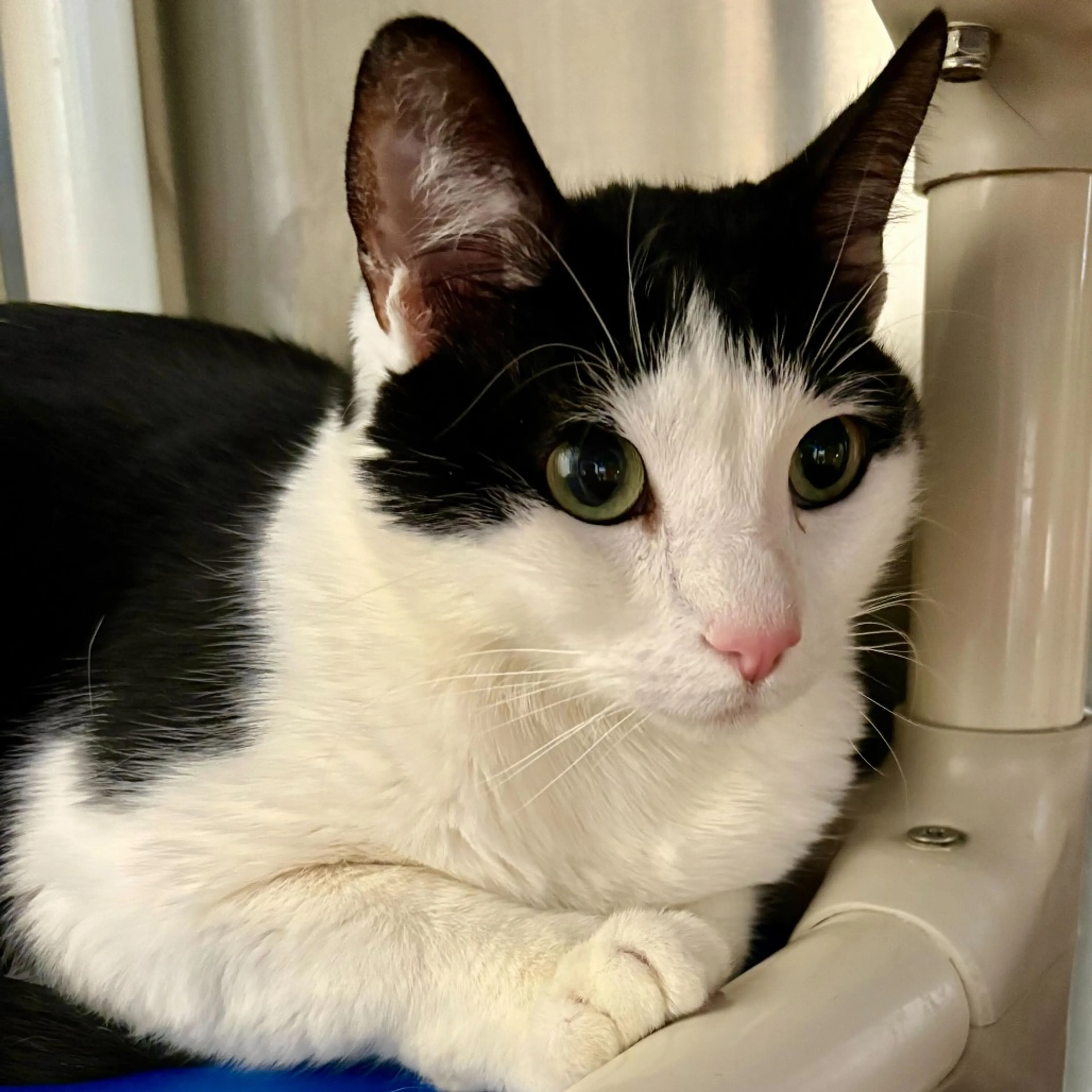 Found pet-1