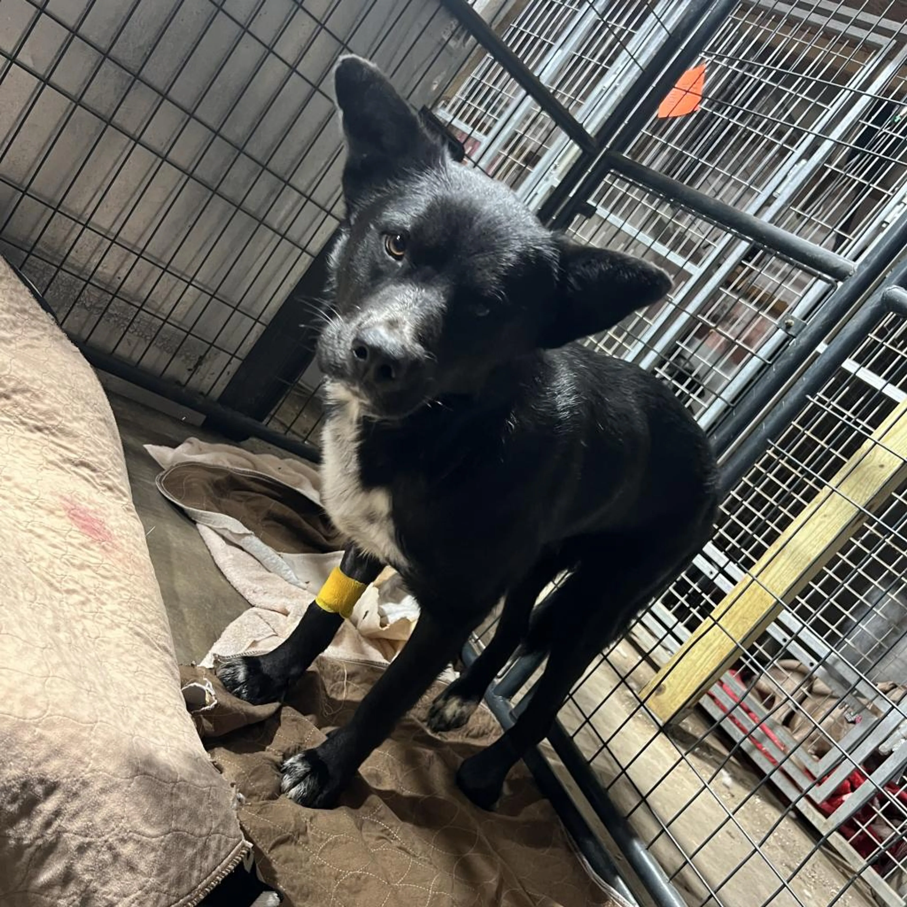 Found pet