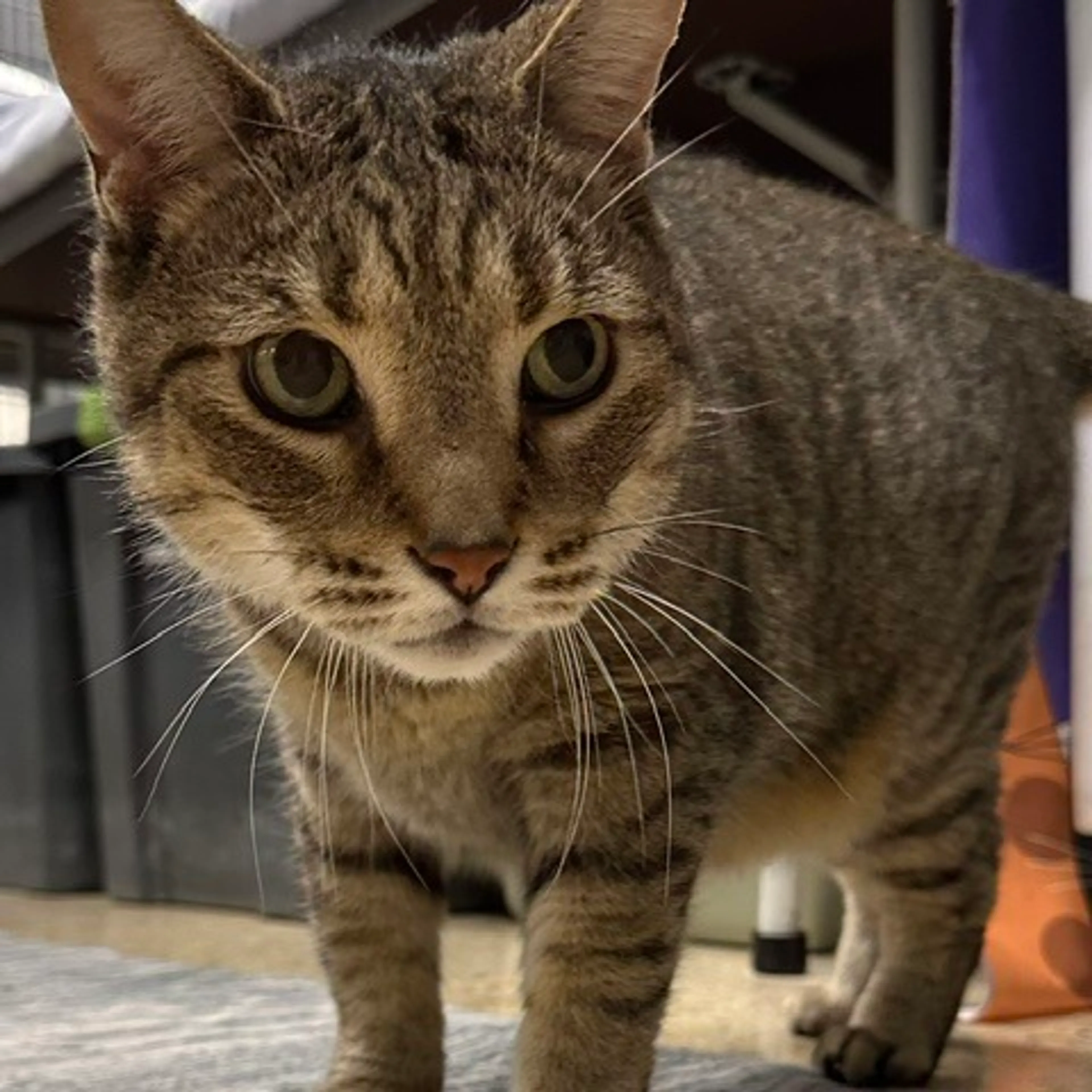Found pet-1