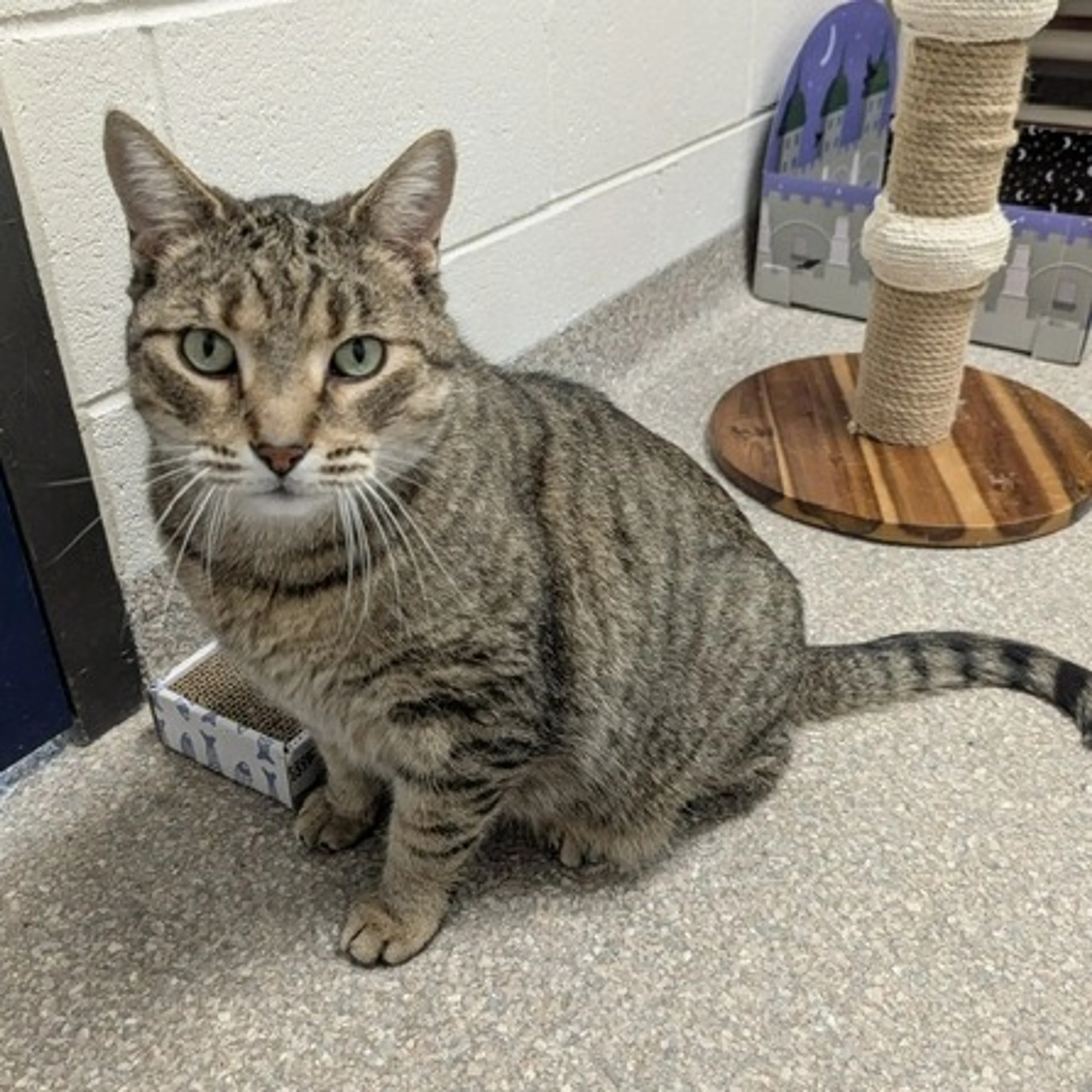 Found pet-3