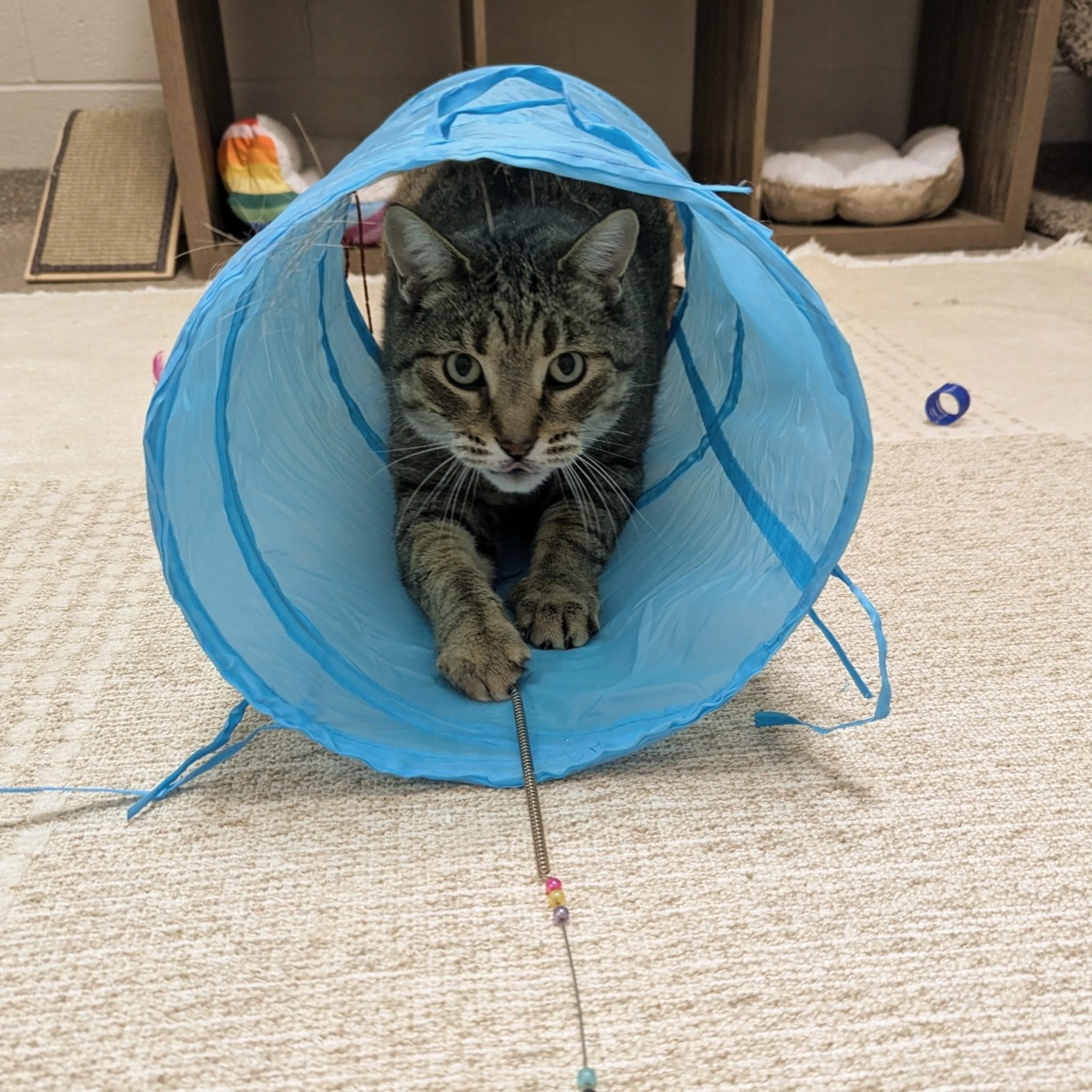 Found pet-4