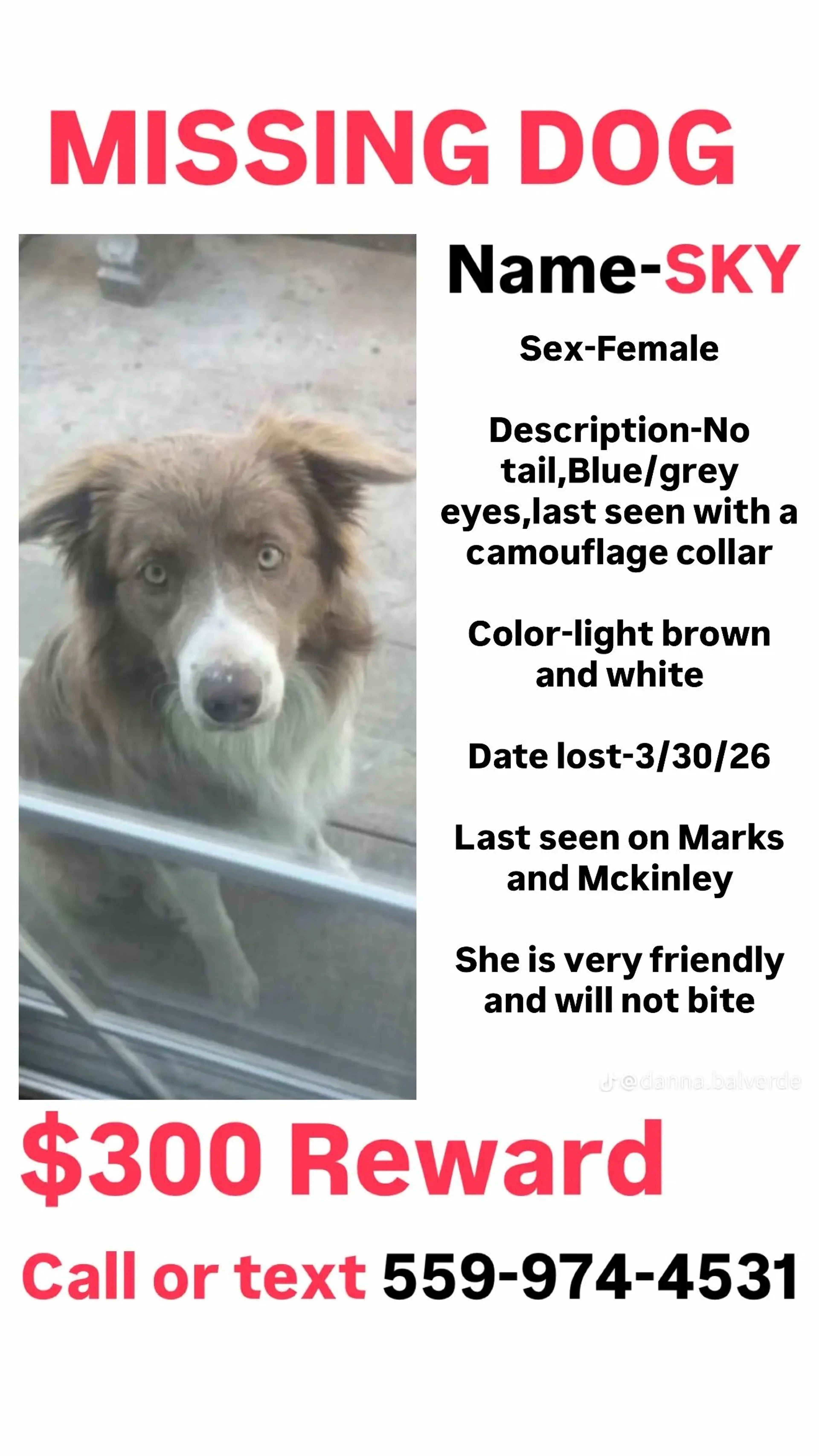 Lost pet
