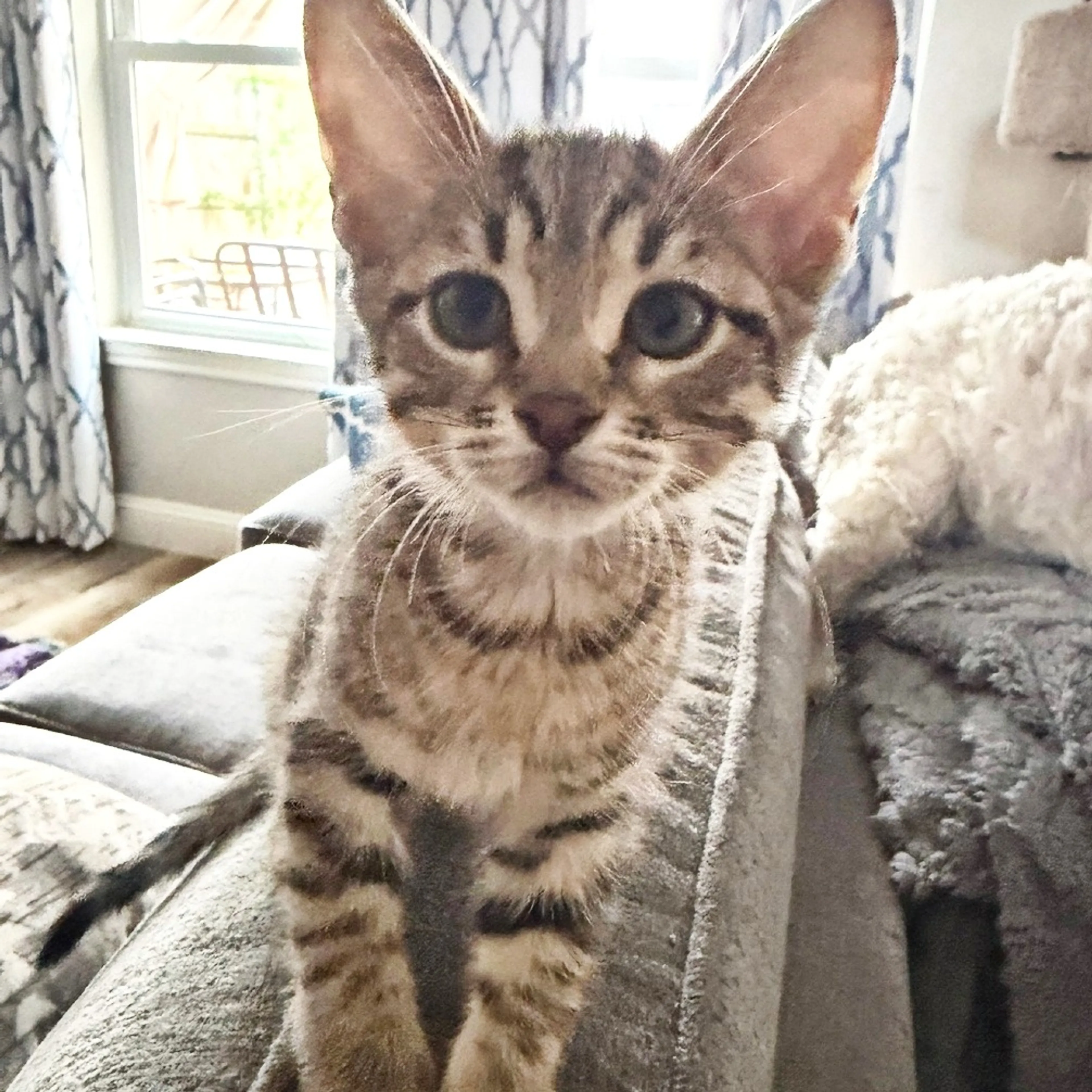 Found pet-3