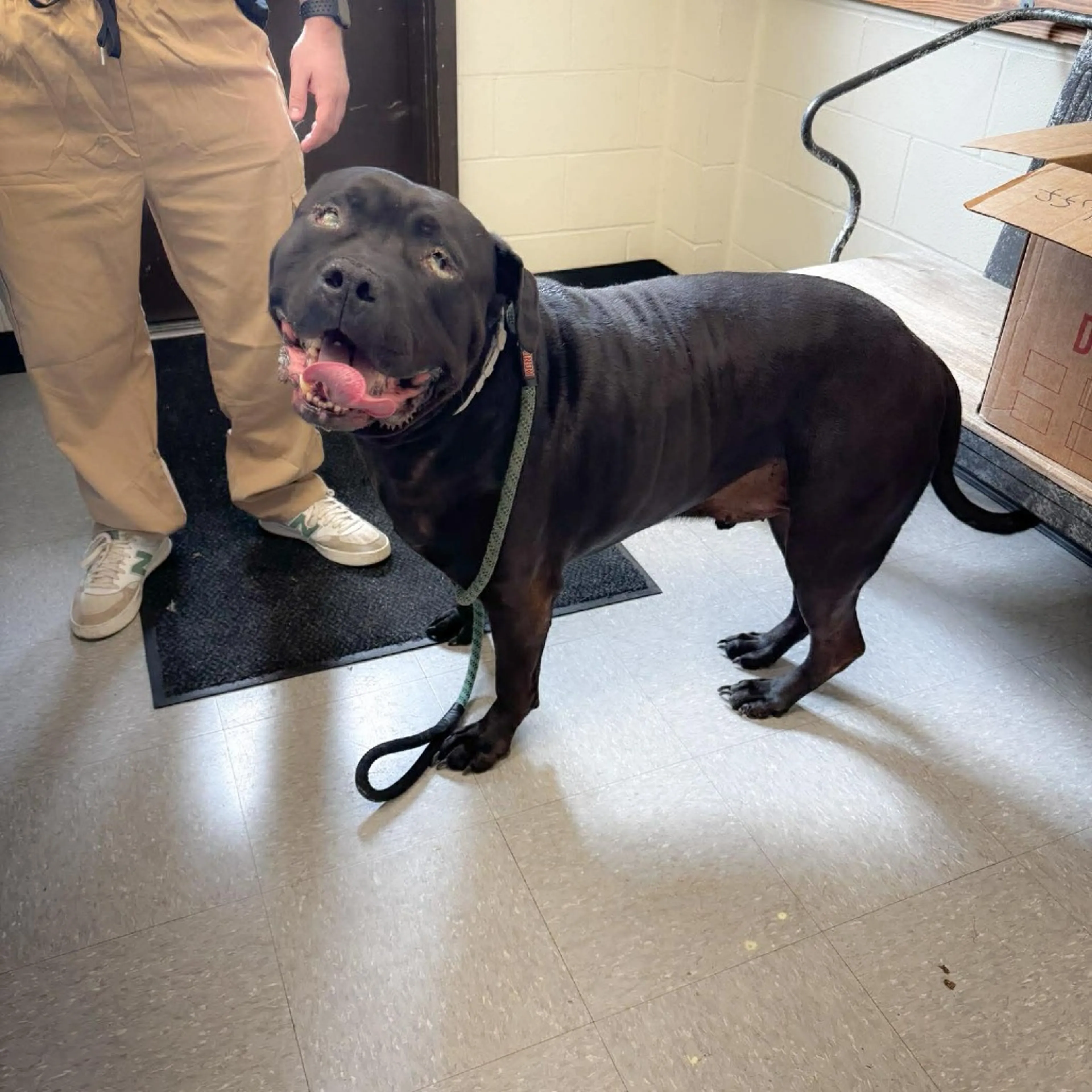 Found pet-8