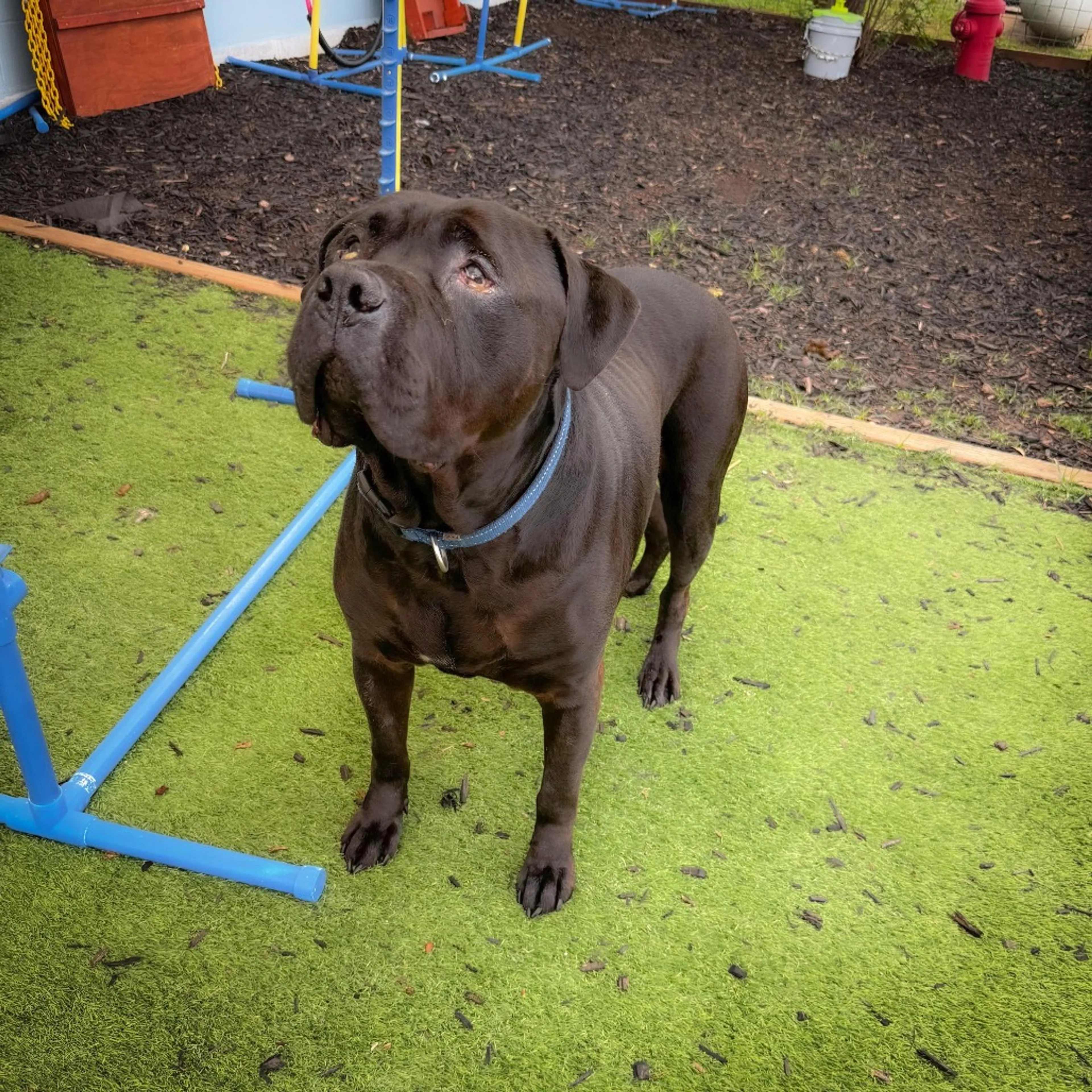 Found pet-5