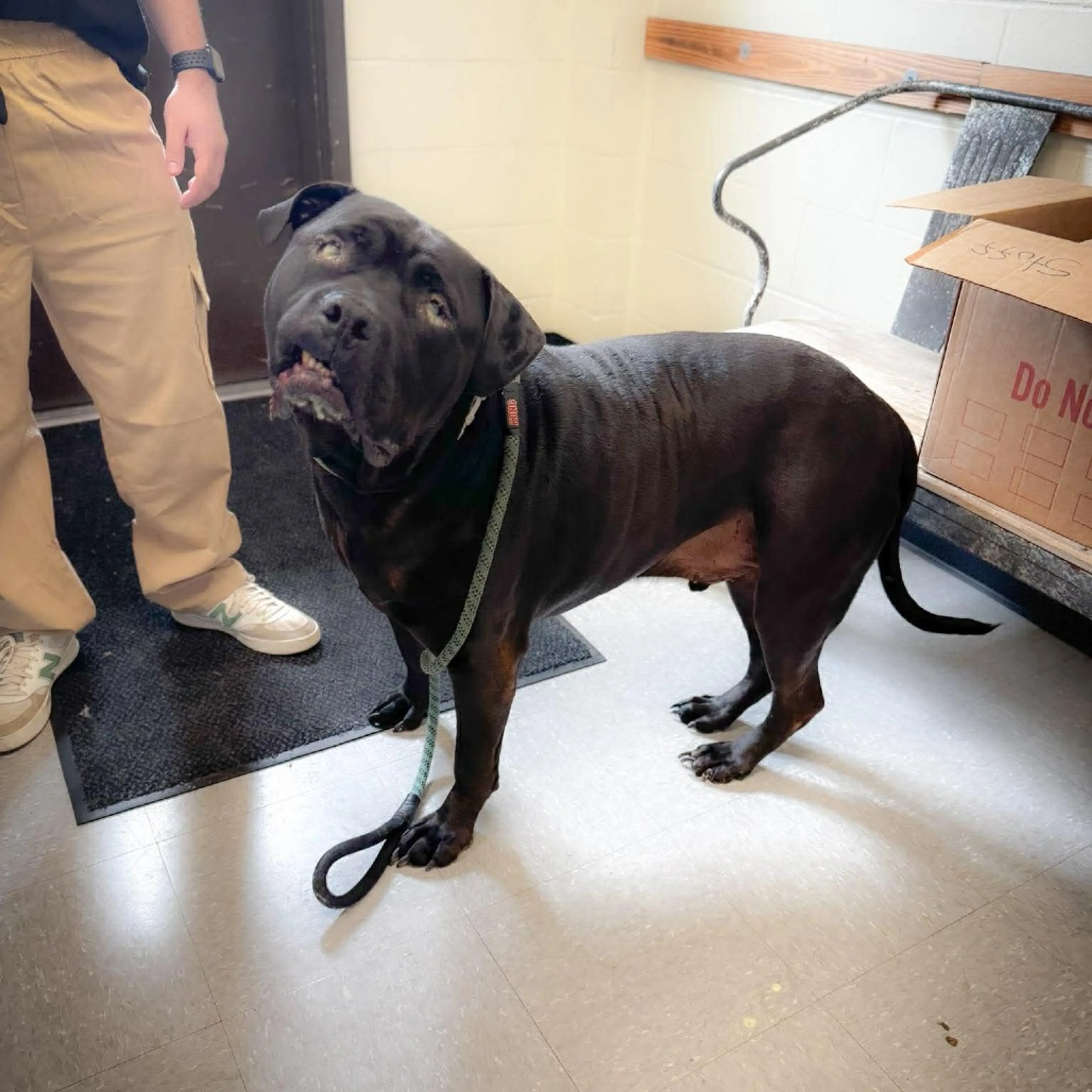 Found pet-6