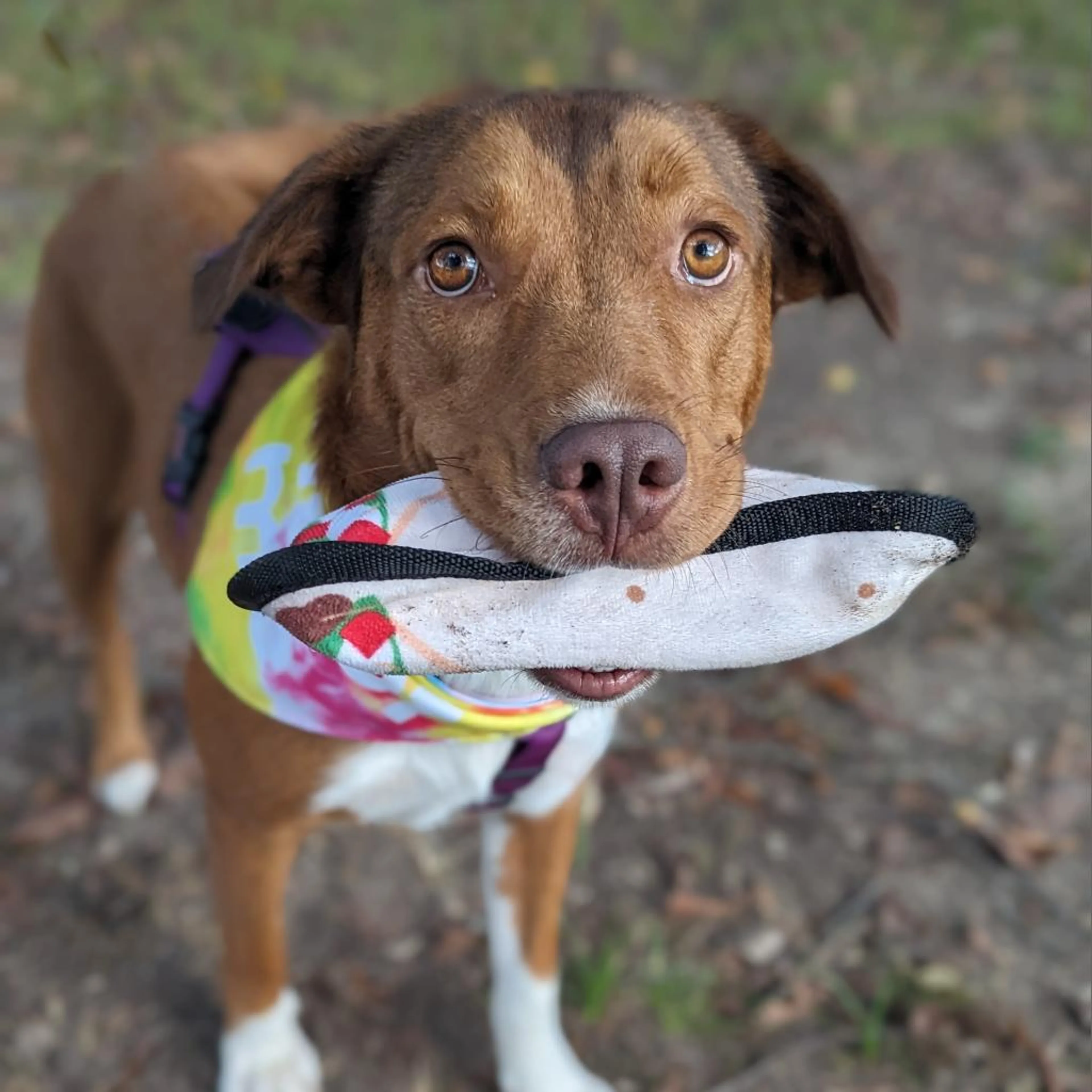 Found pet-1