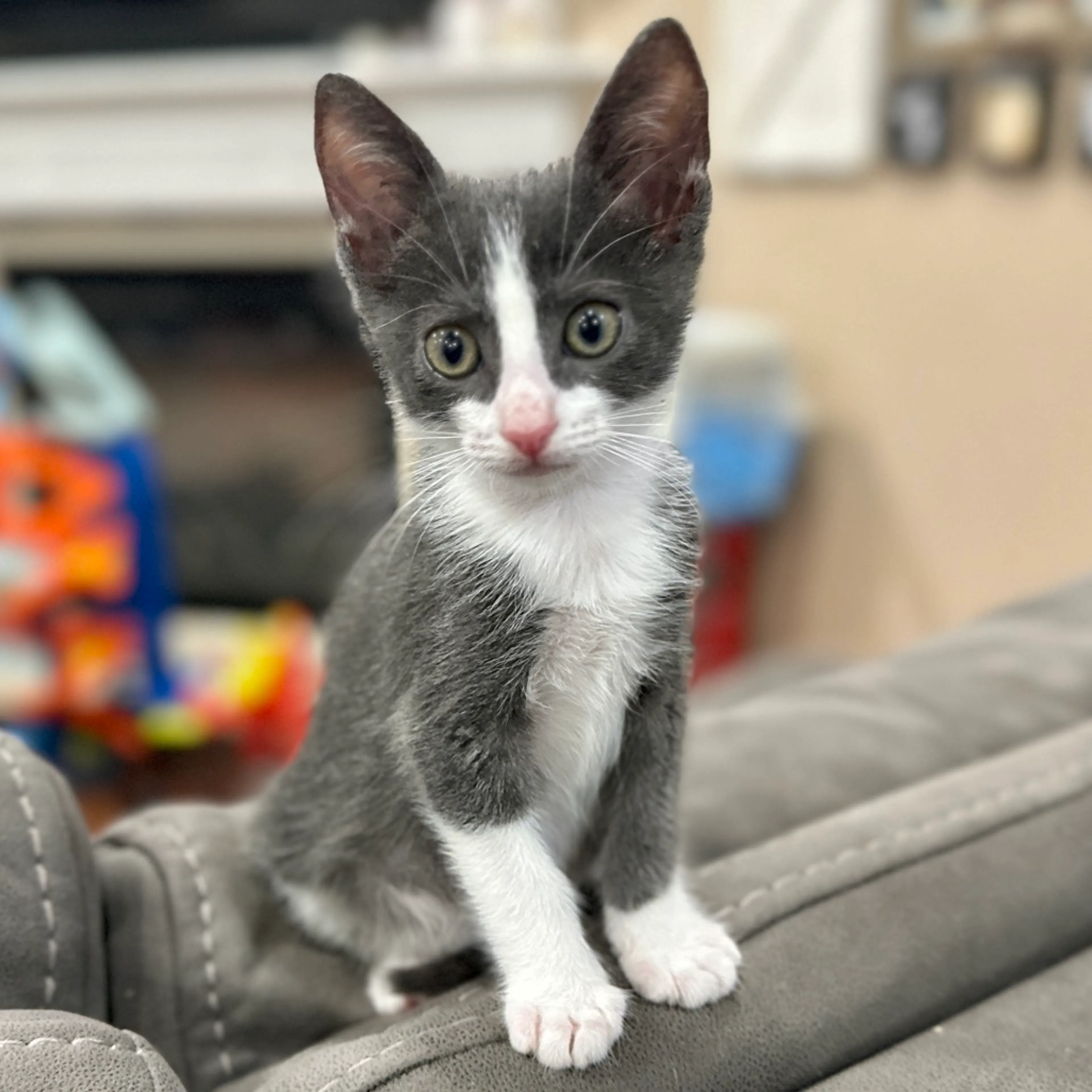 Found pet-0