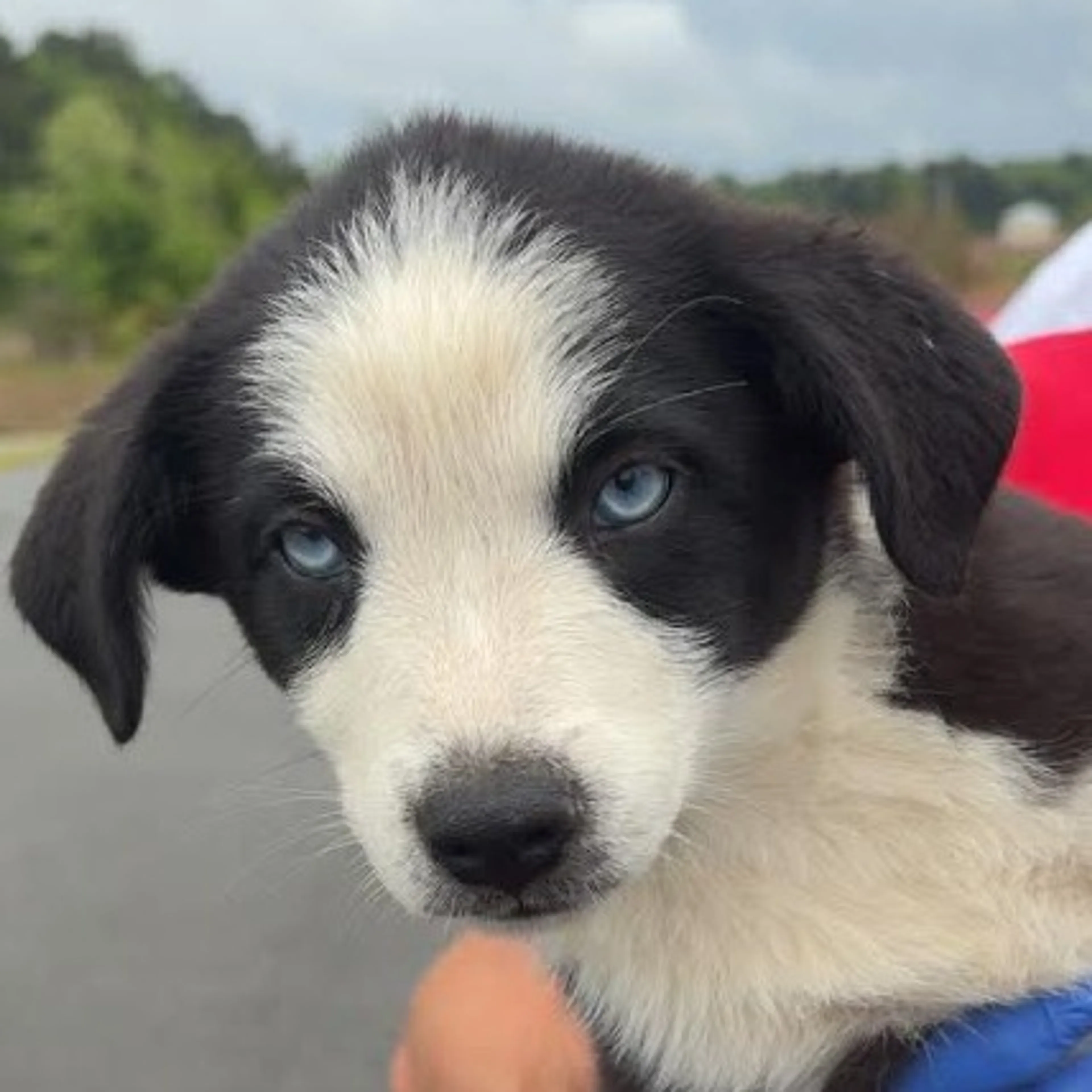 Found pet