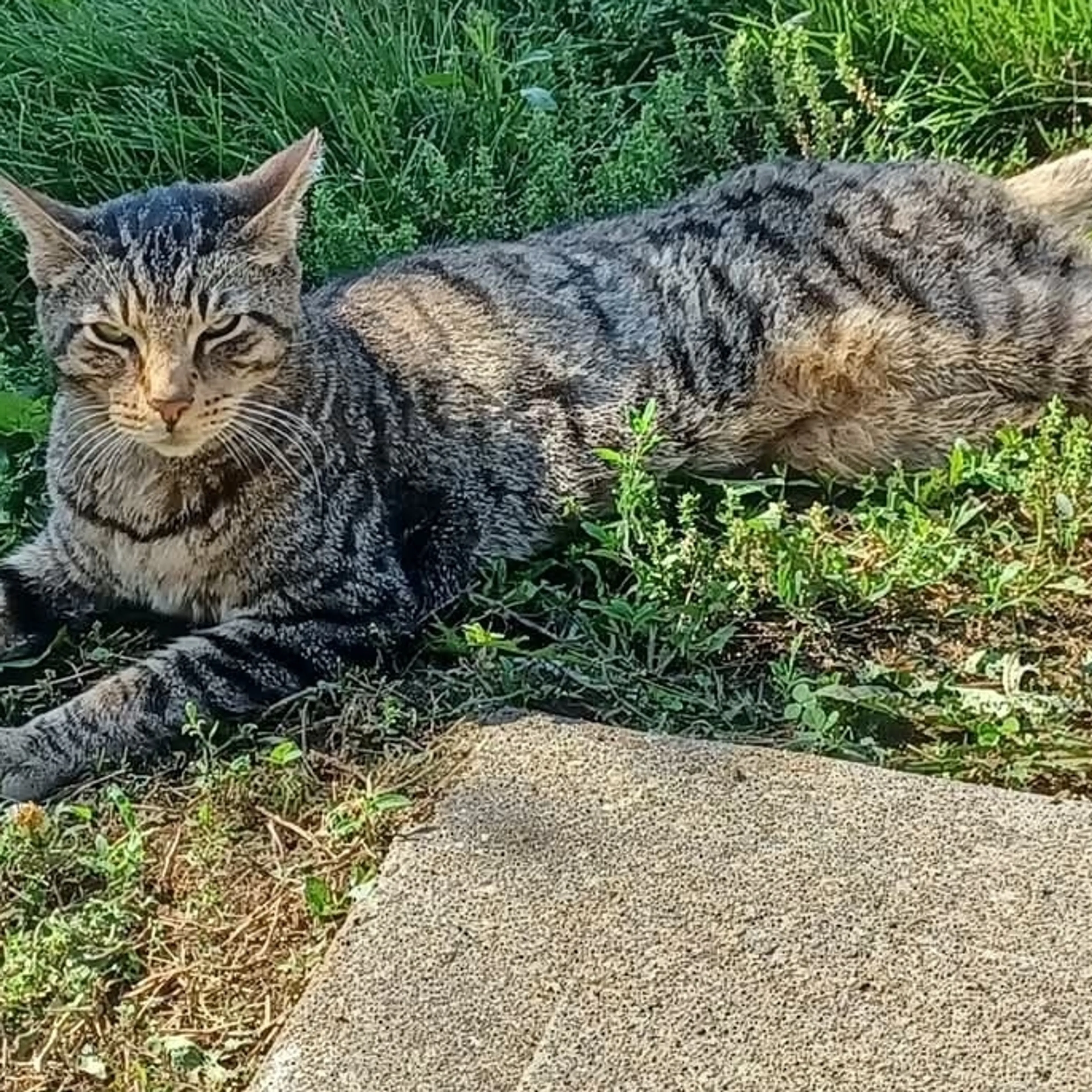Lost pet-1