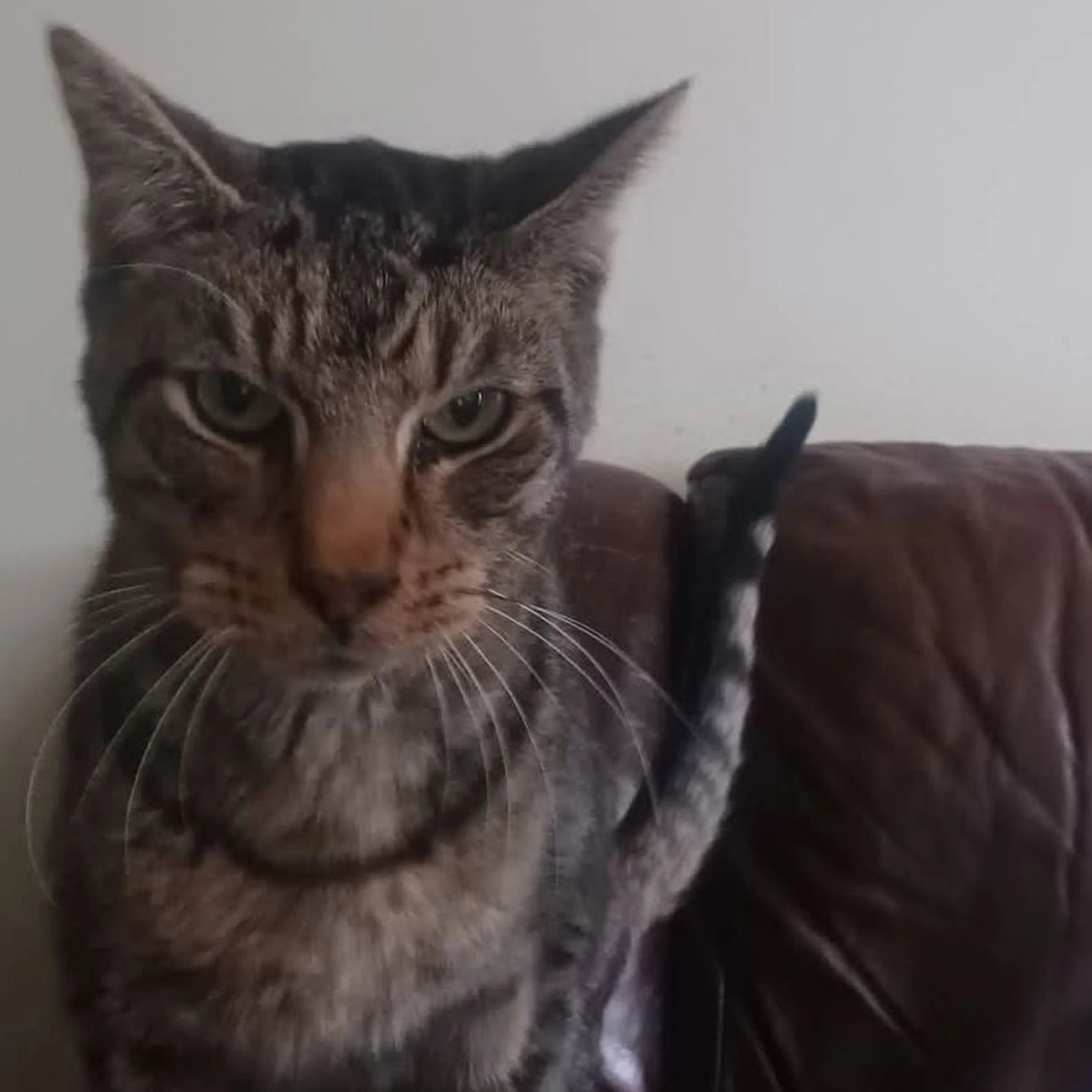 Lost pet-0