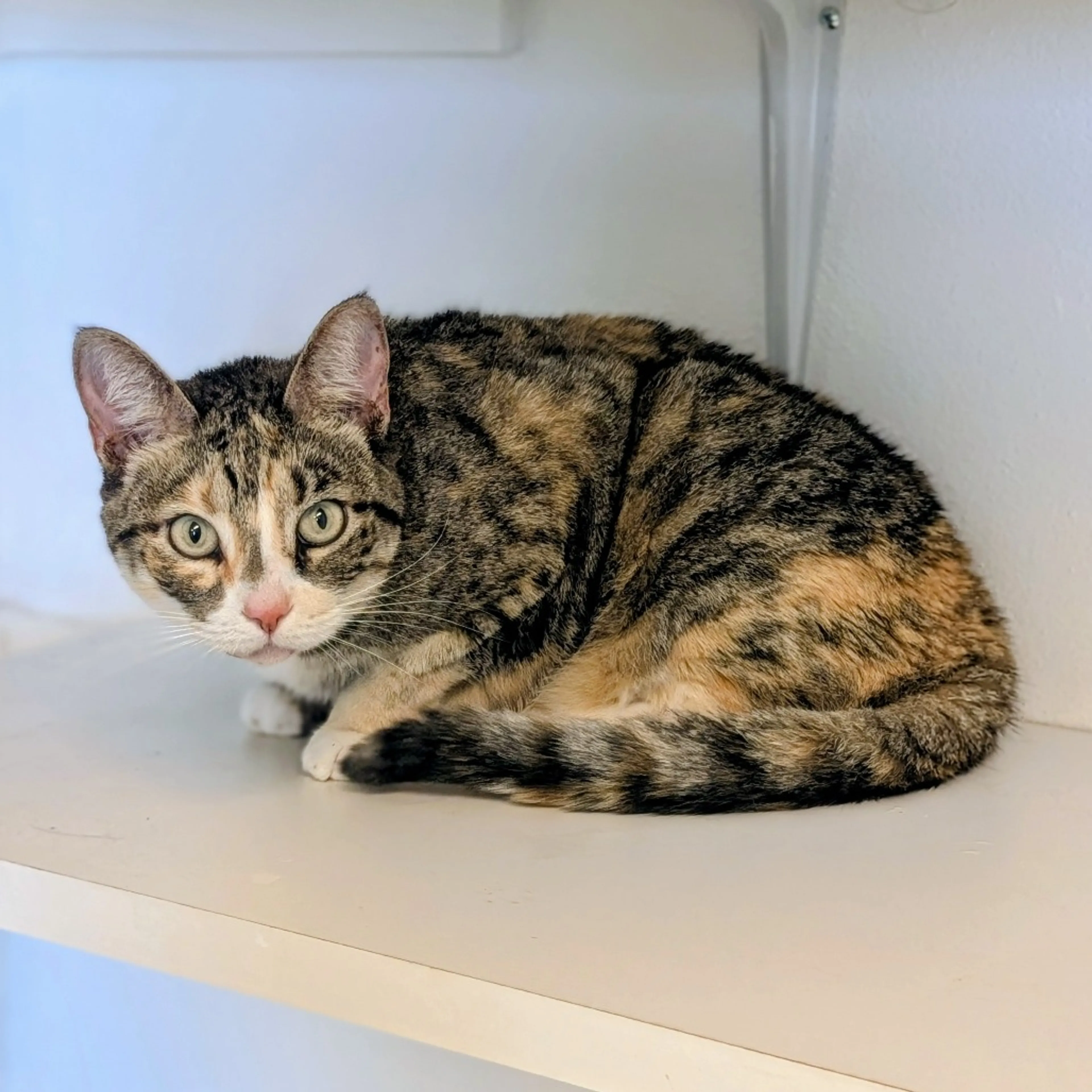 Found pet-3