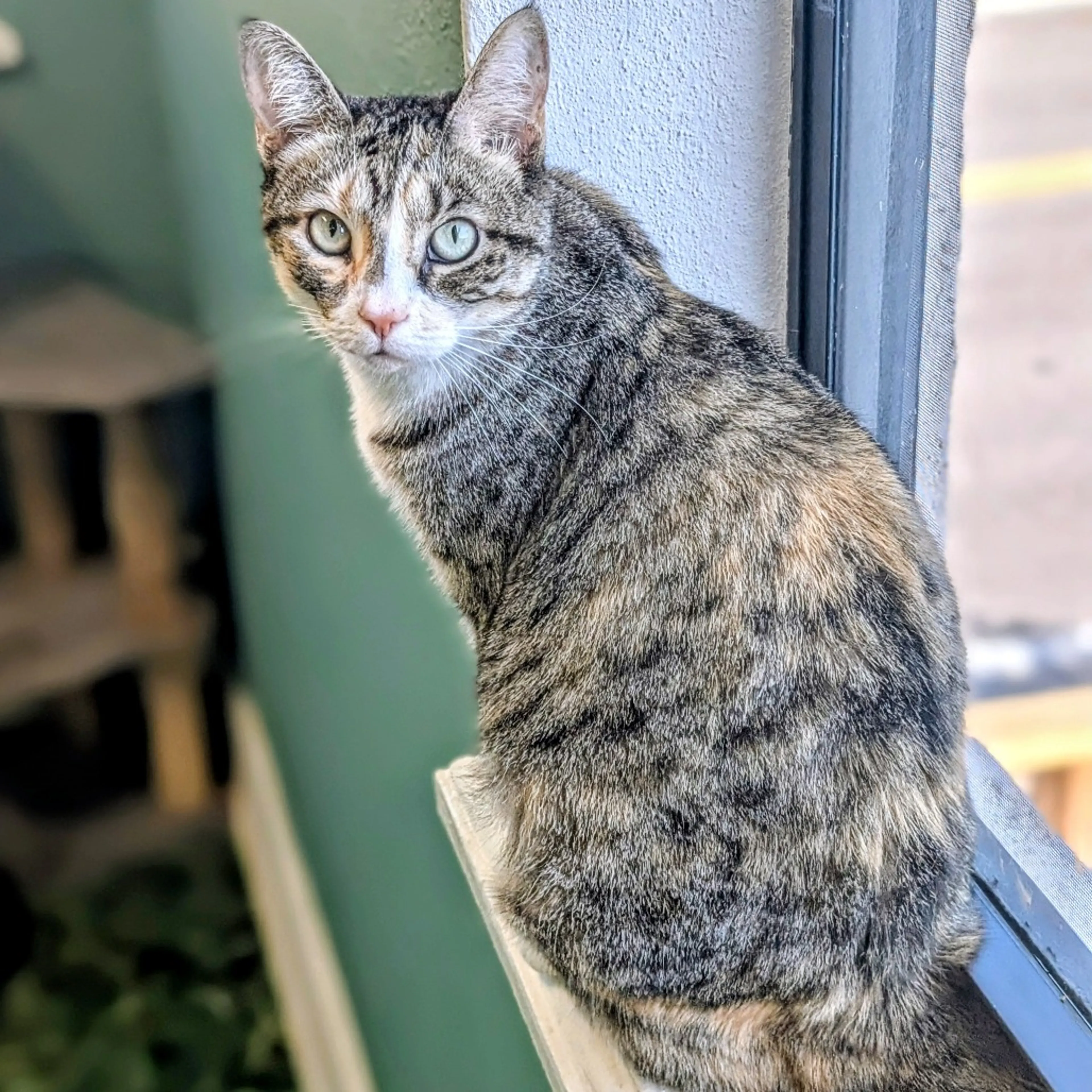 Found pet-4