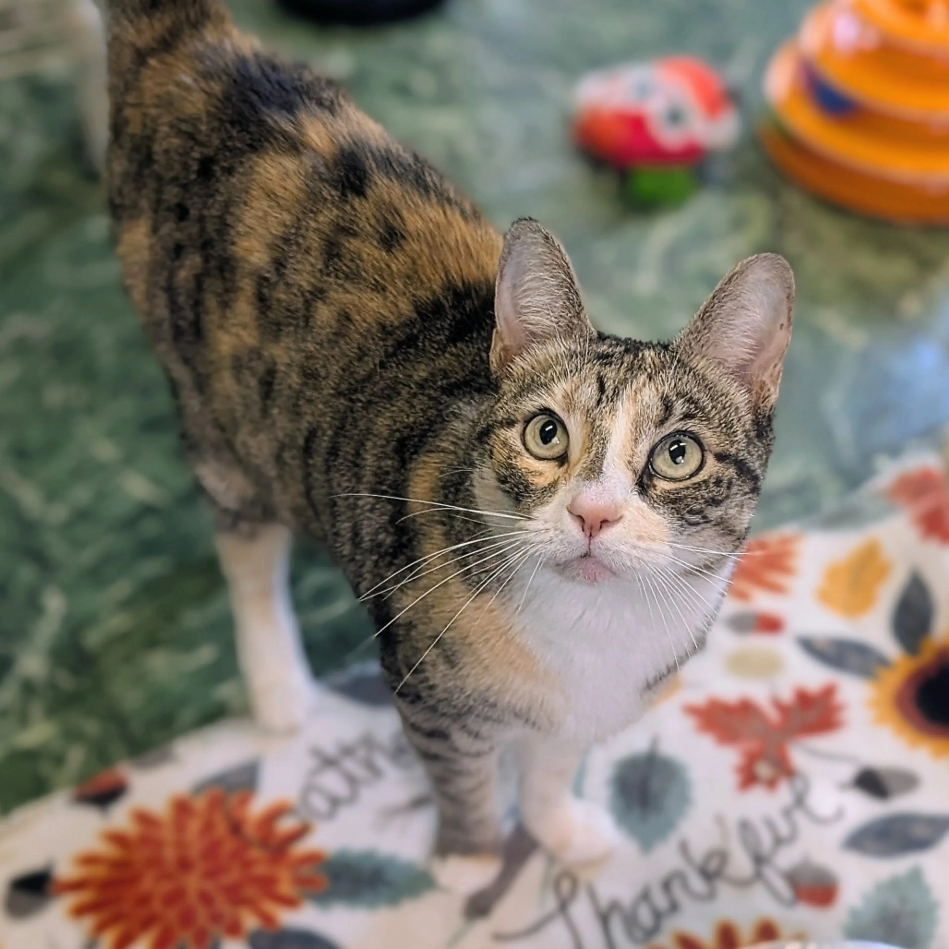 Found pet-0