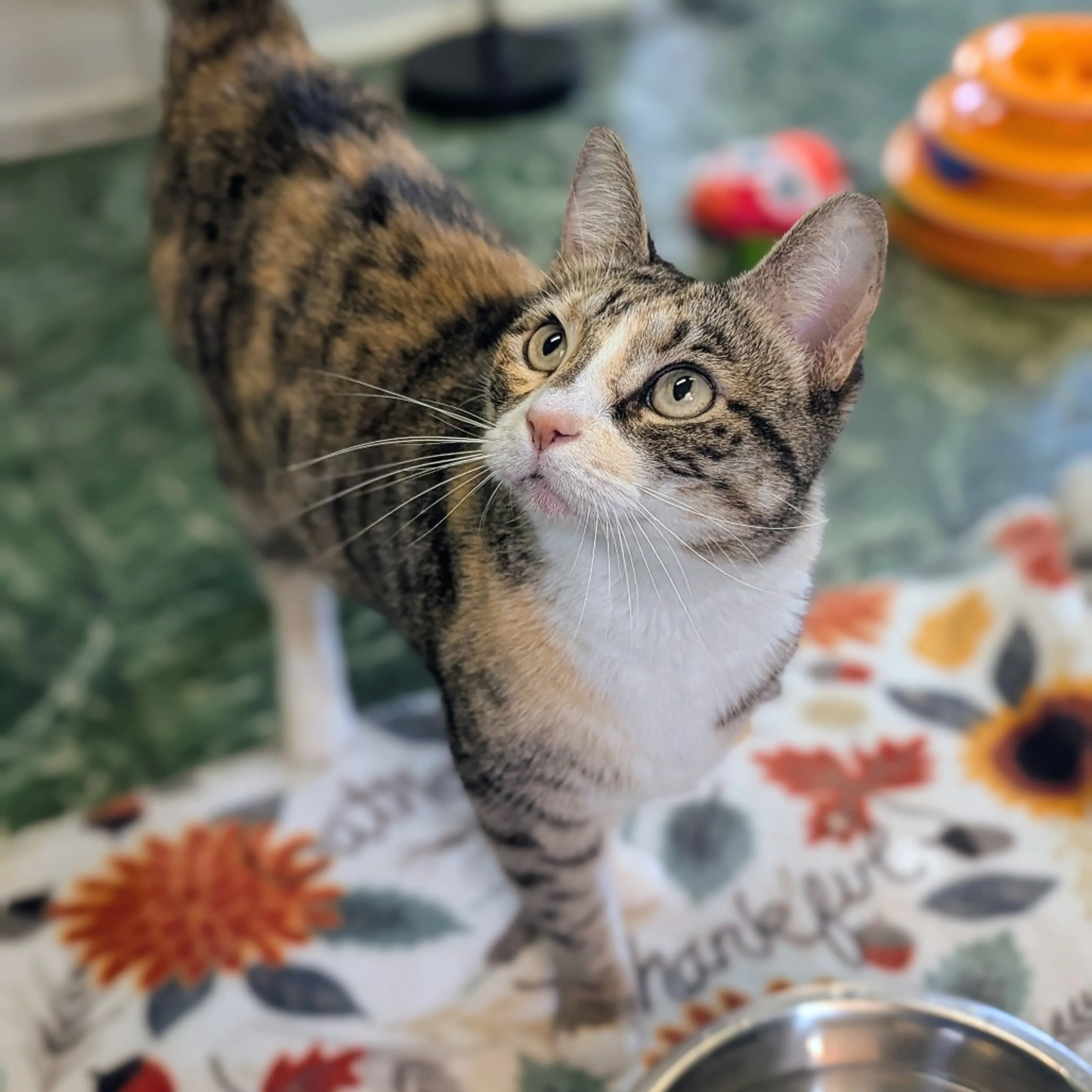 Found pet-5